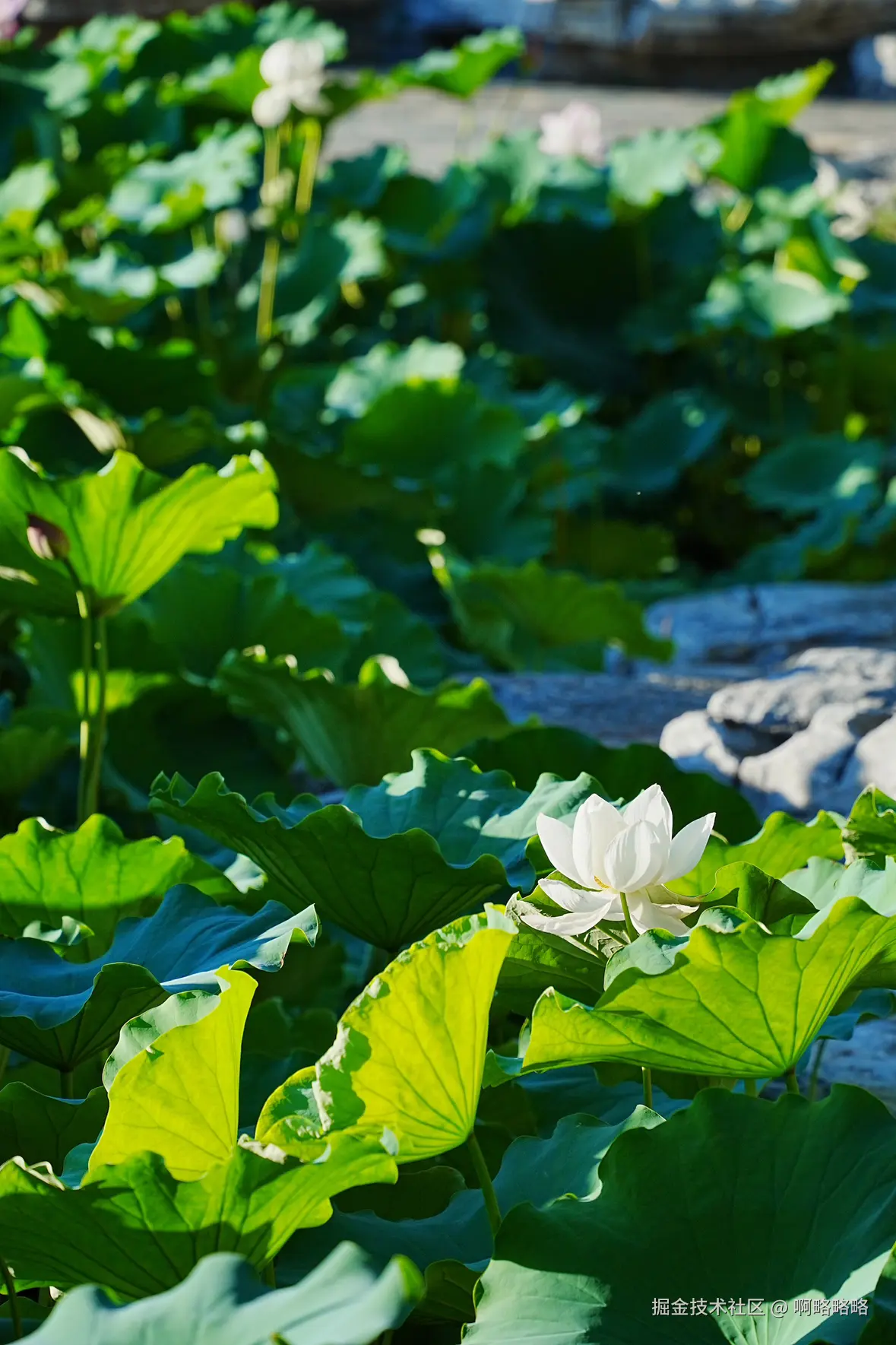 啊略略略于2025-07-07 16:37发布的图片