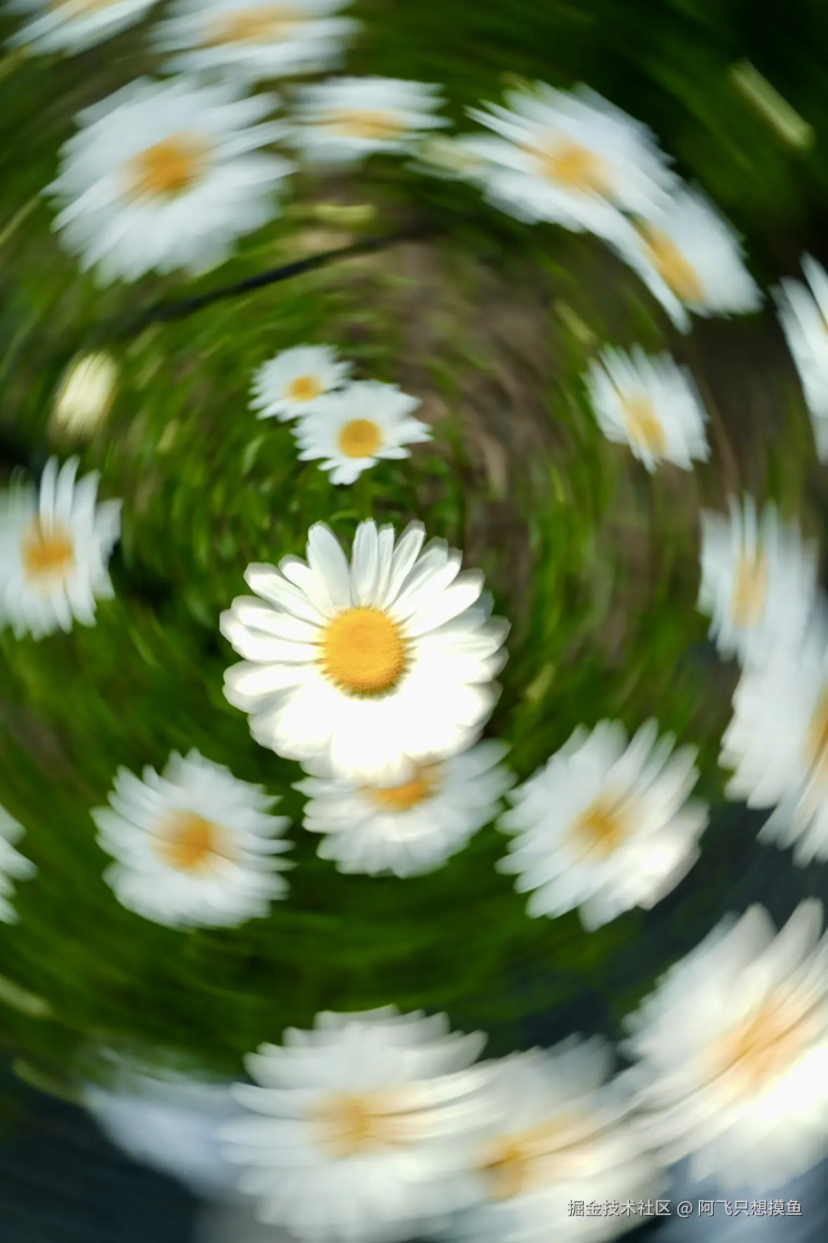 阿飞只想摸鱼于2025-05-30 13:58发布的图片