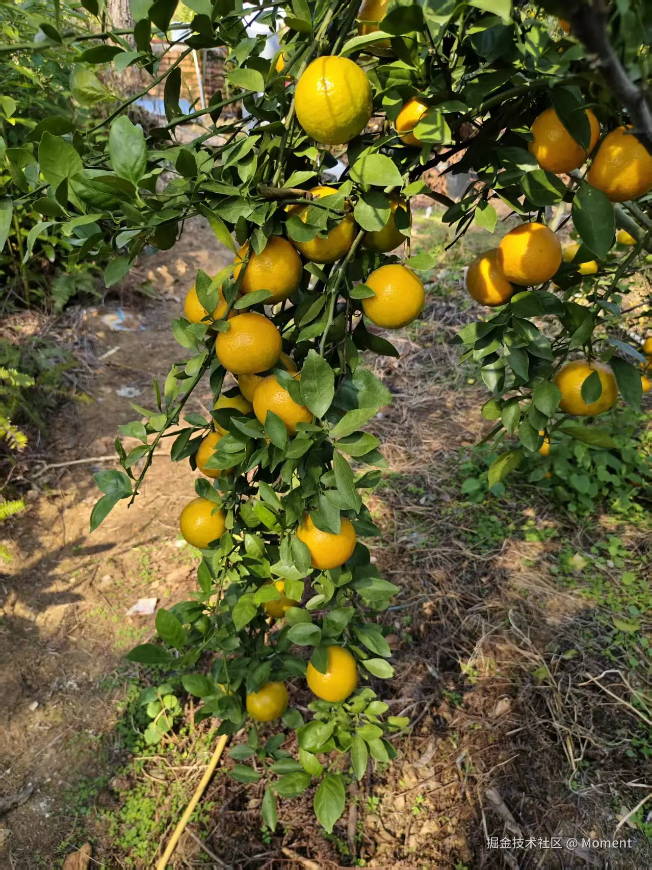 Moment于2025-12-16 10:46发布的图片