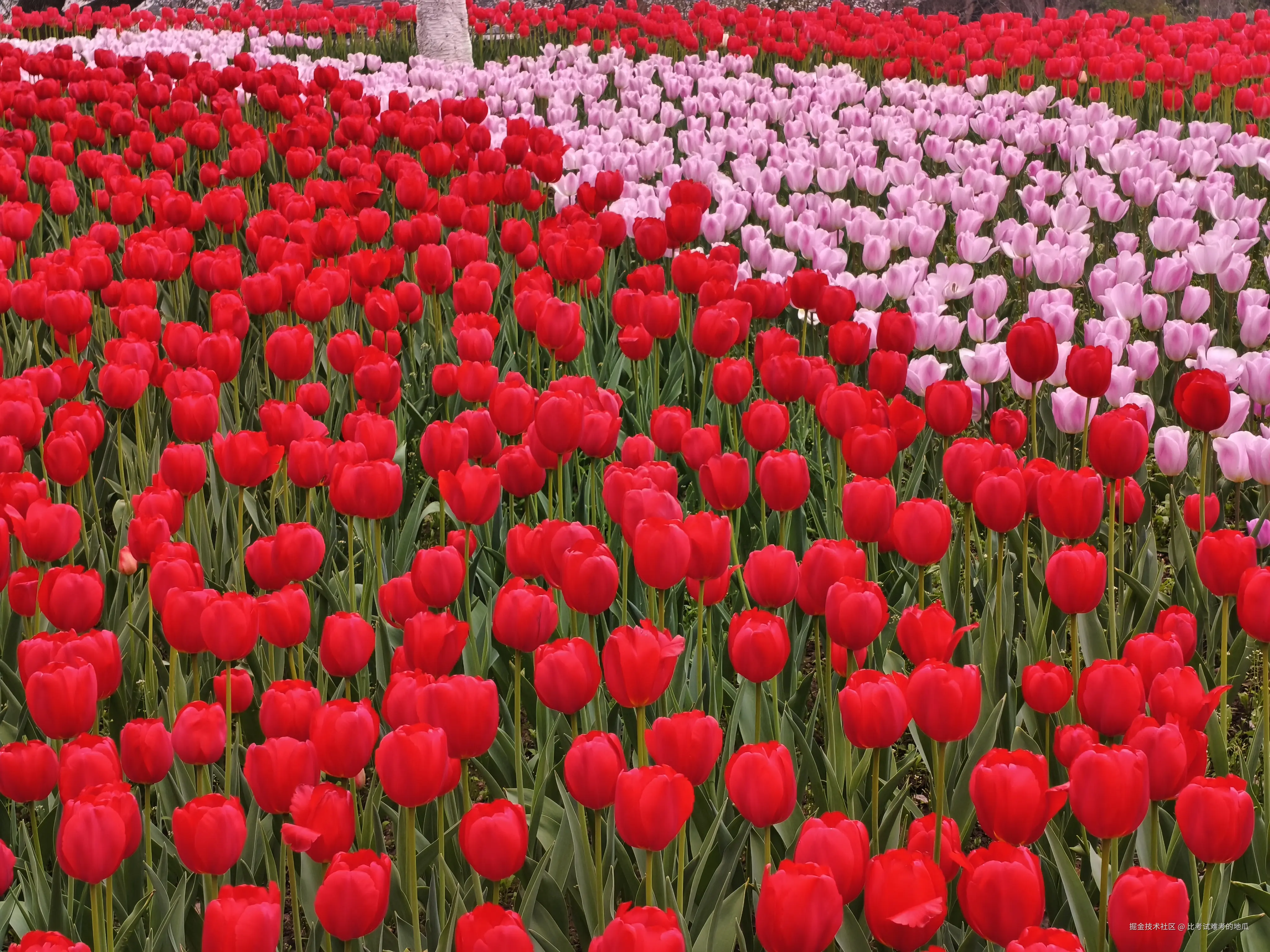 比考试难考的地瓜于2026-03-23 12:05发布的图片