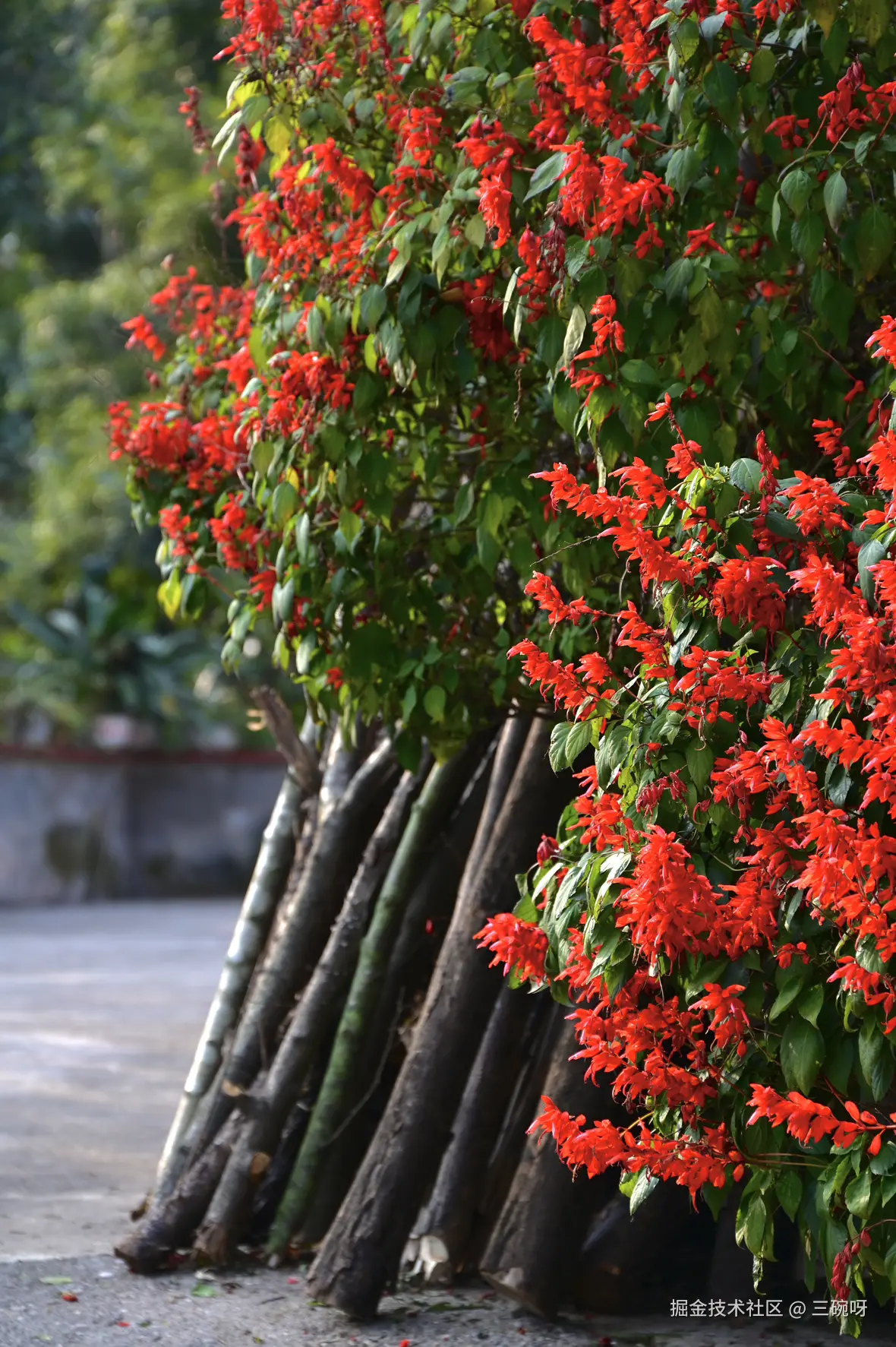 三碗呀于2026-01-22 06:56发布的图片