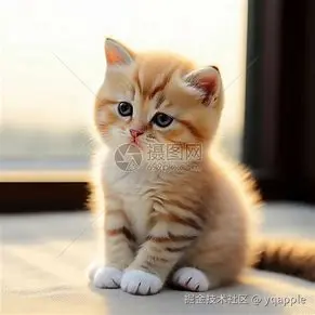 yqapple于2024-11-07 15:57发布的图片