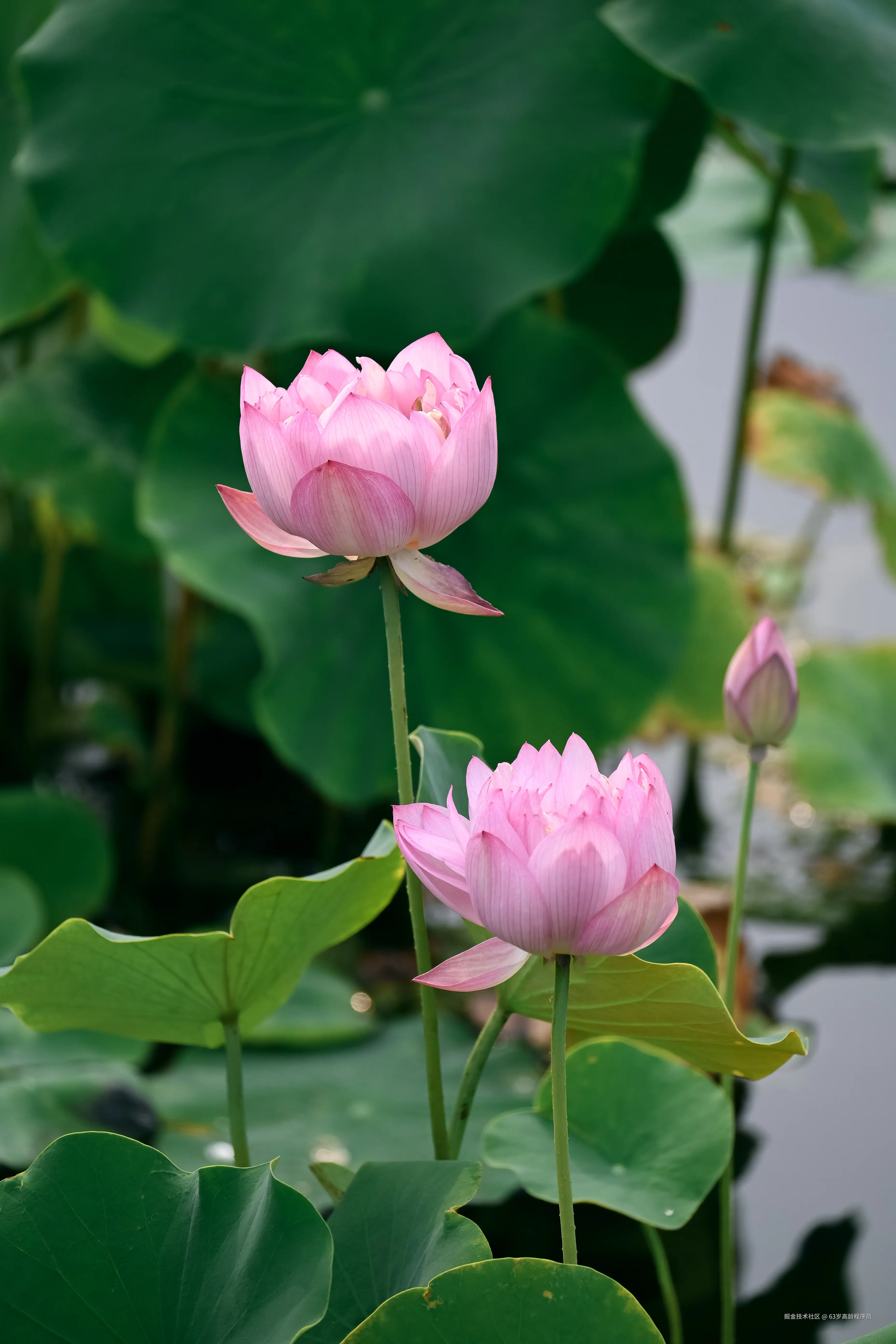 63岁高龄程序员于2025-06-30 16:37发布的图片