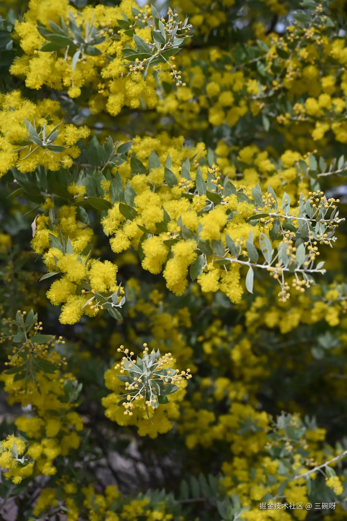 三碗呀于2025-02-17 16:01发布的图片