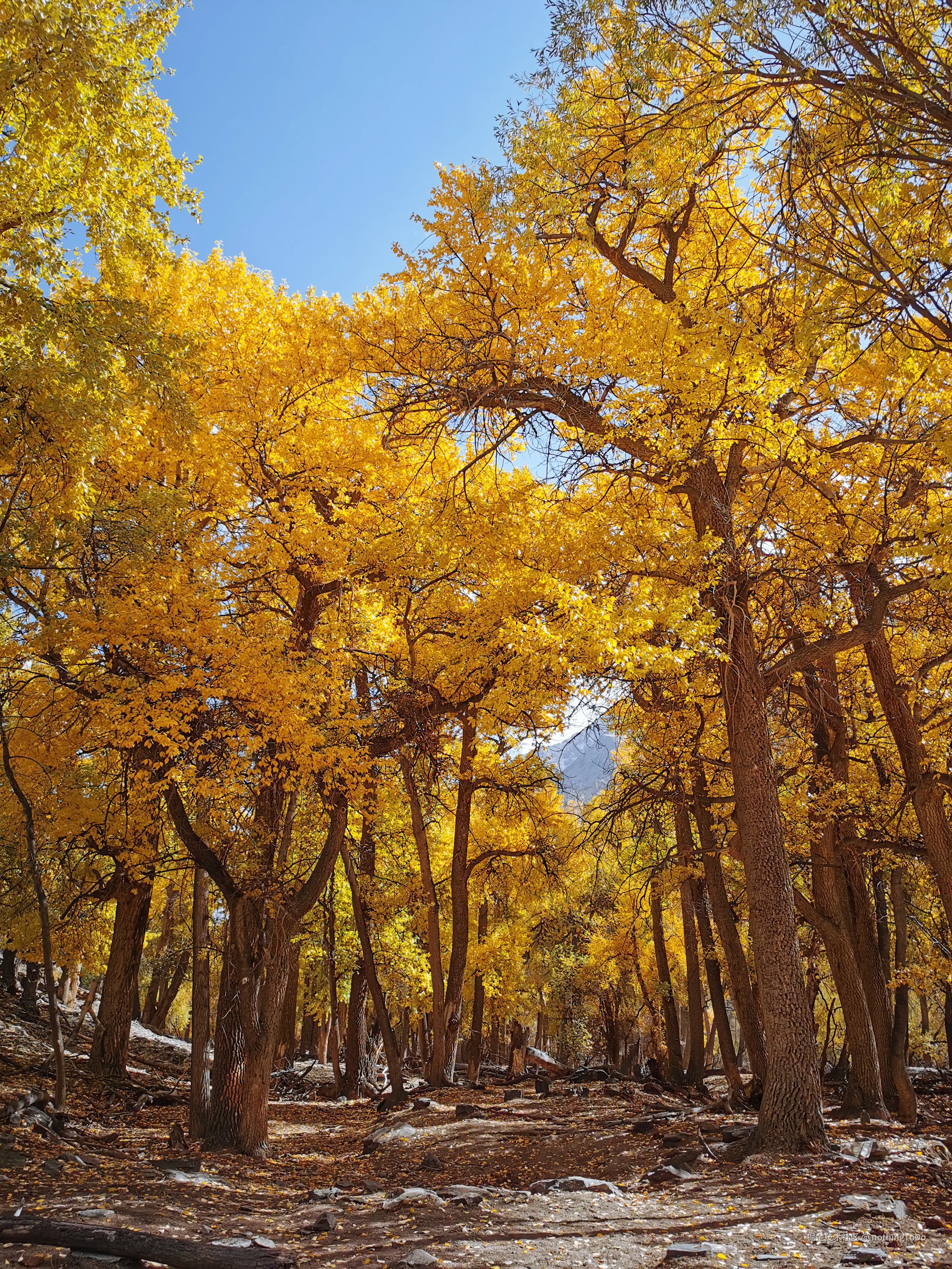 nothingToDo于2025-04-10 14:59发布的图片