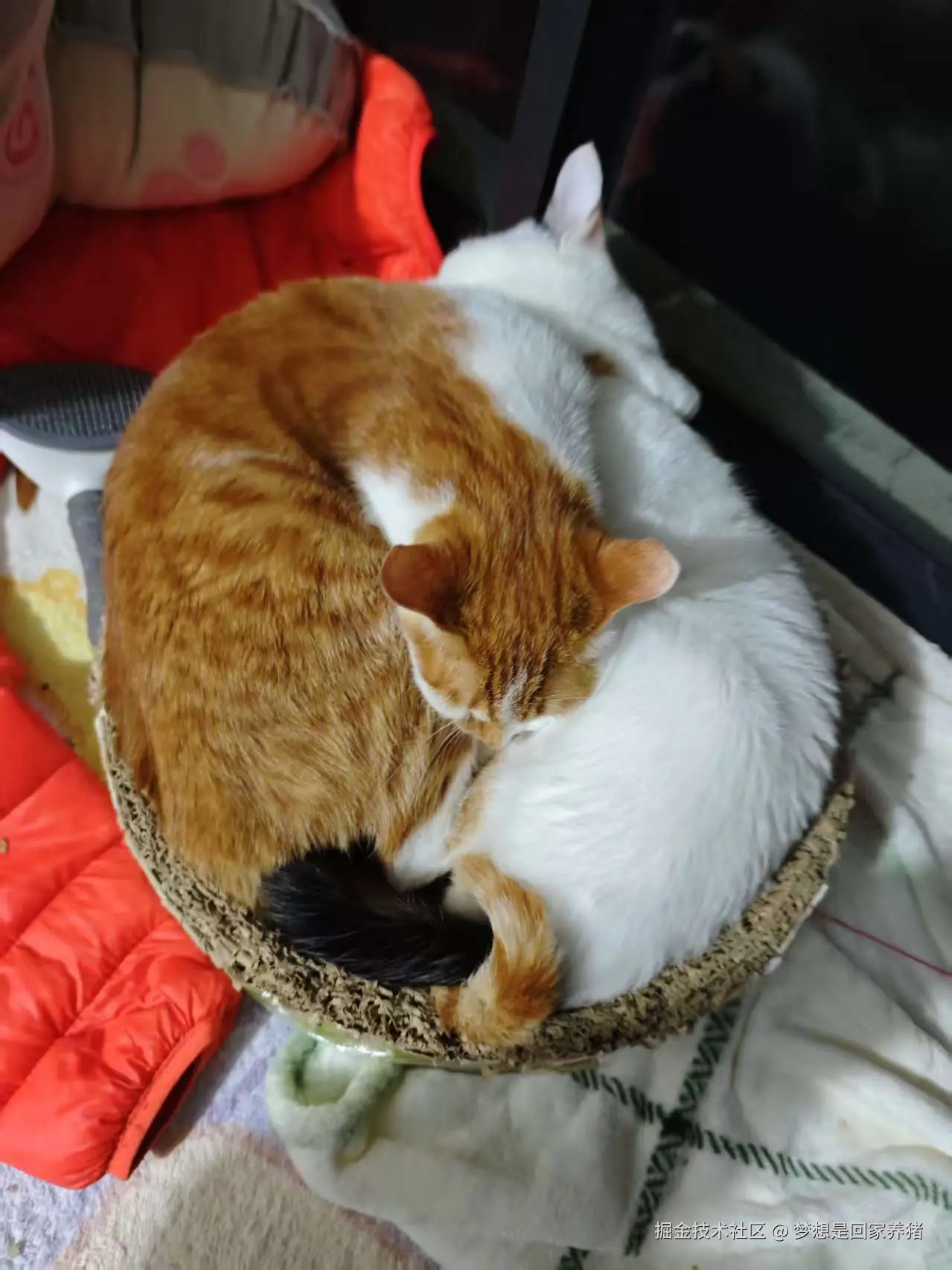 梦想是回家养猪于2025-02-17 09:25发布的图片