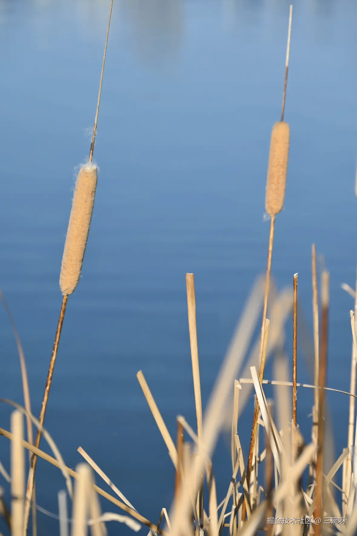 三碗呀于2025-01-13 14:33发布的图片