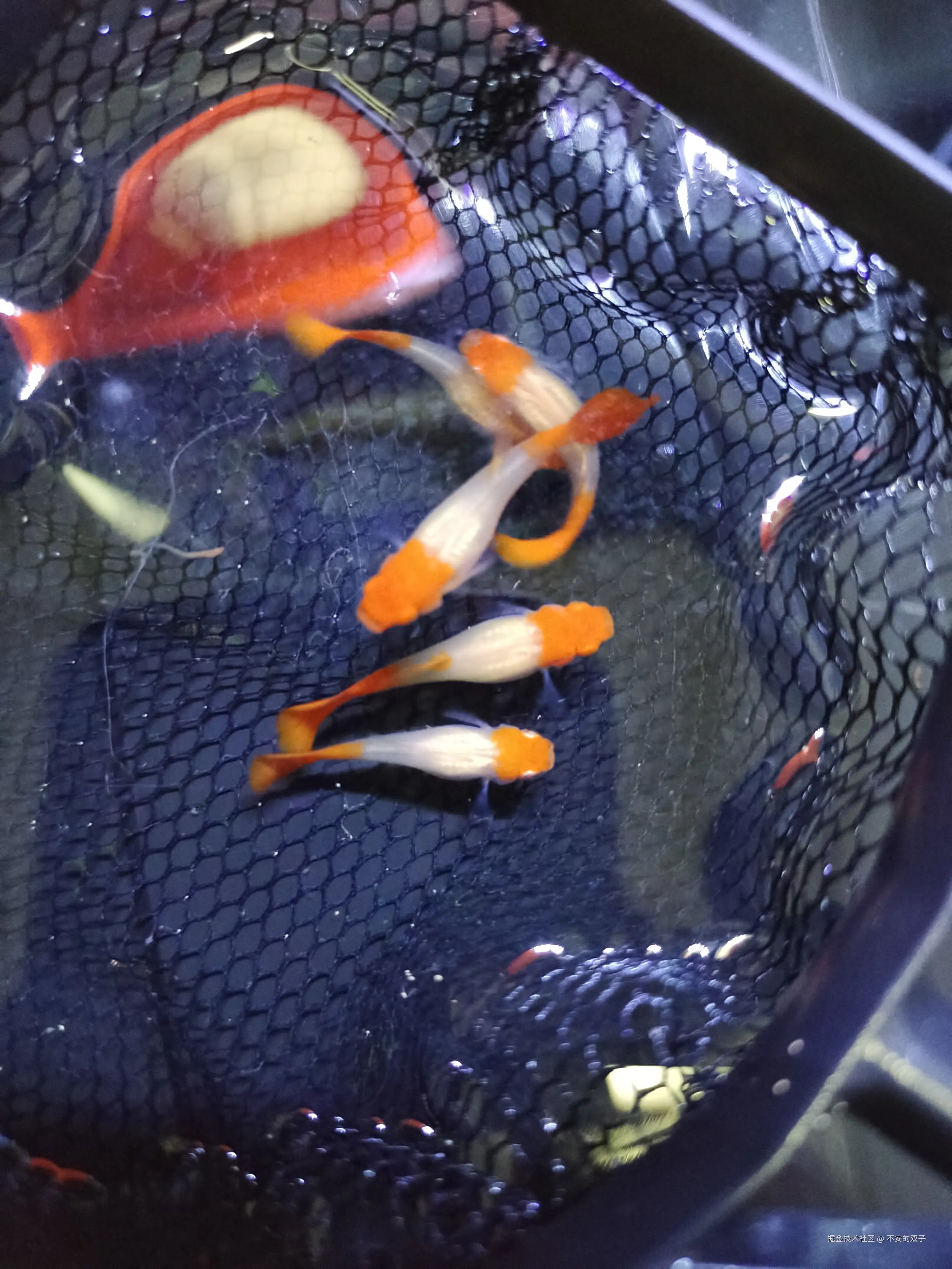 不安的双子于2024-08-26 10:46发布的图片