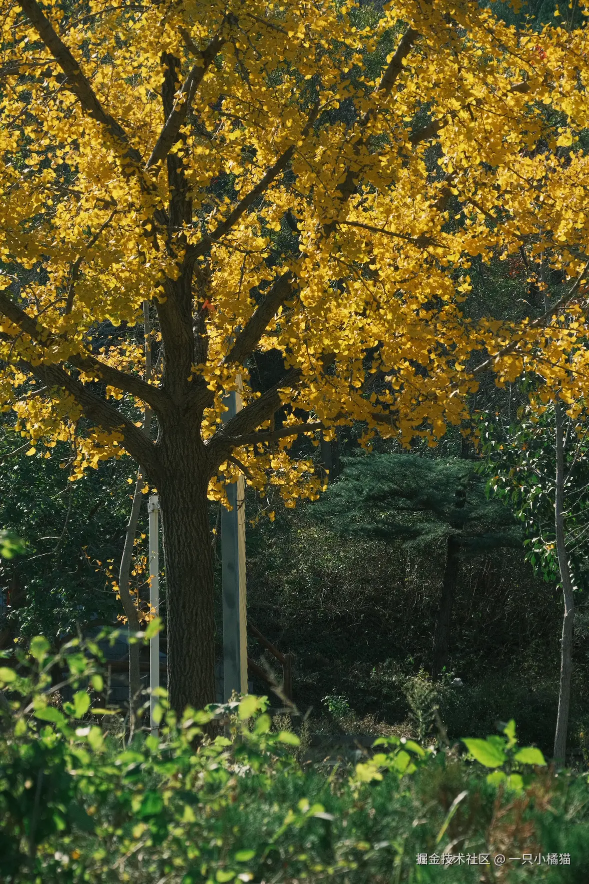 一只小橘猫于2025-11-03 15:15发布的图片