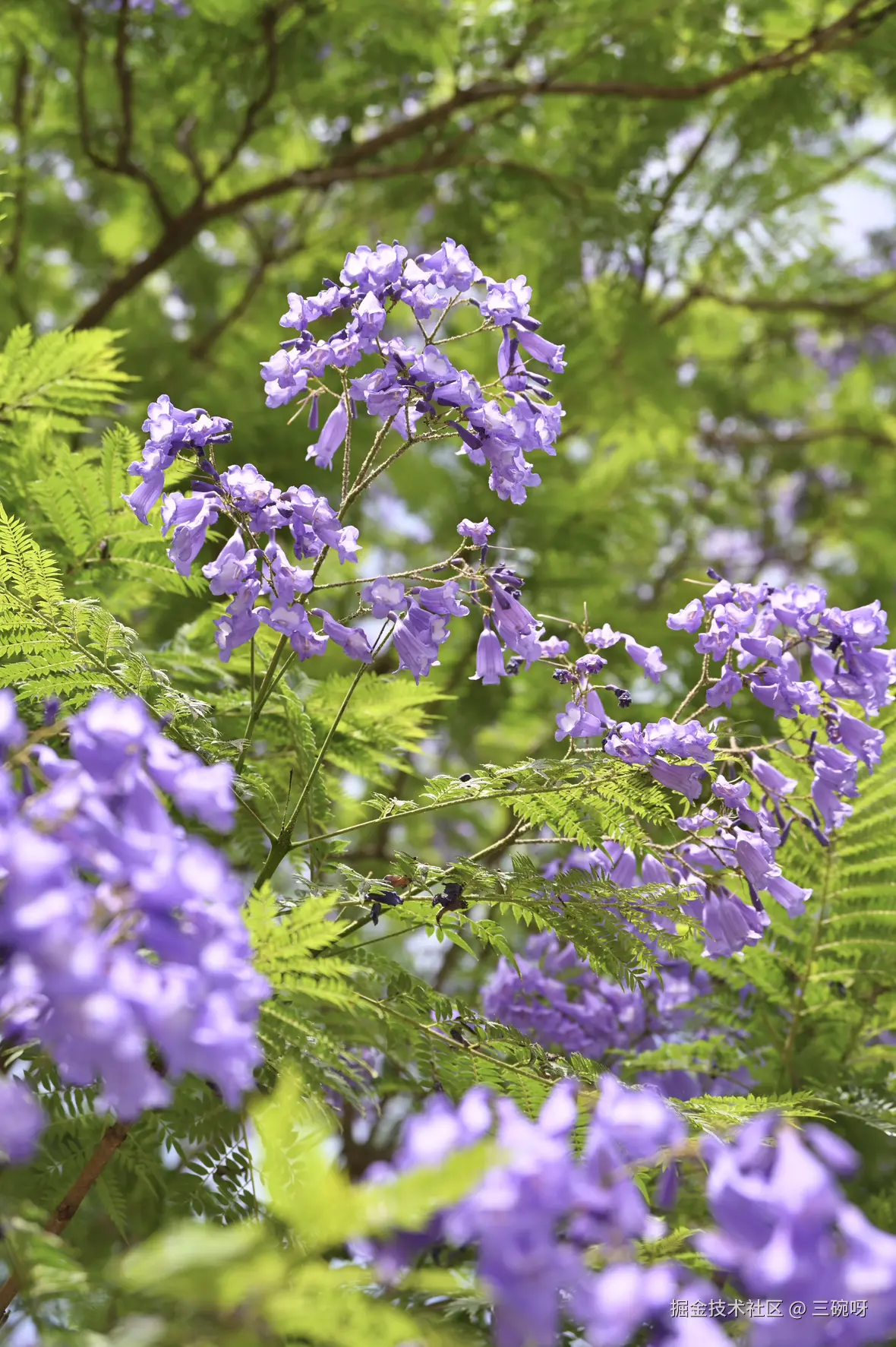 三碗呀于2025-05-26 02:33发布的图片