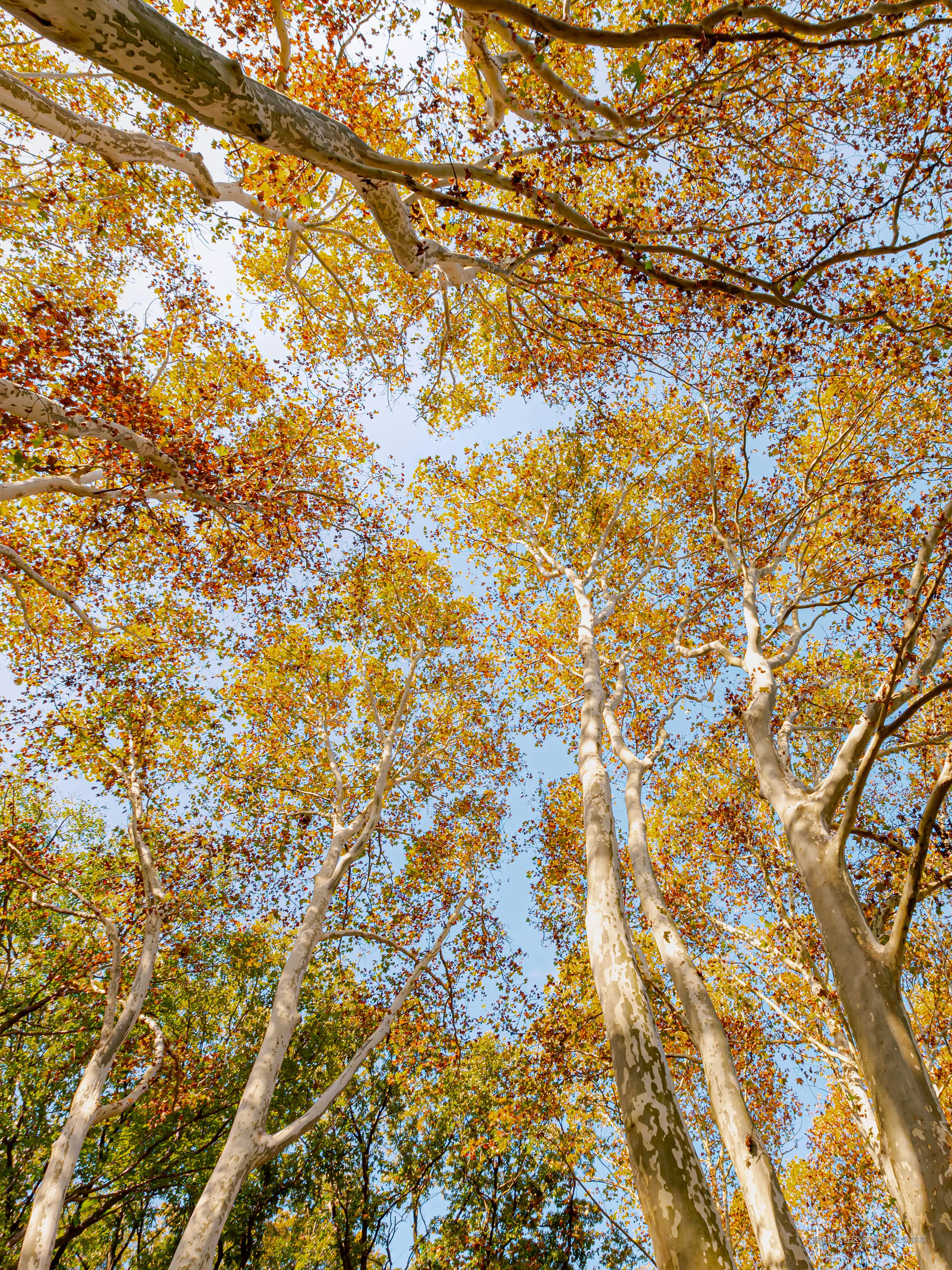 吾与徐公孰美耶于2024-11-29 09:48发布的图片