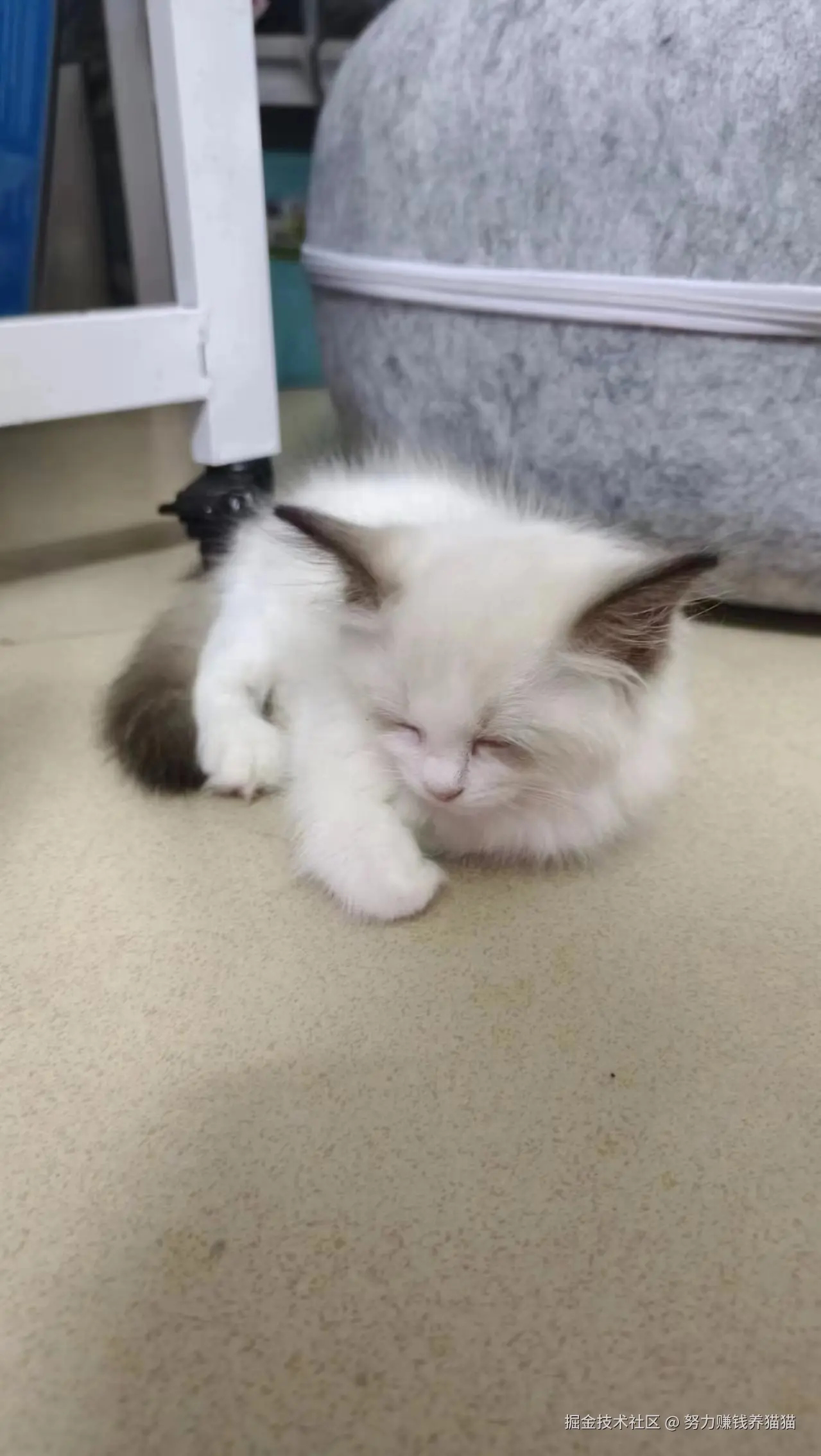 努力赚钱养猫猫于2024-08-03 15:42发布的图片