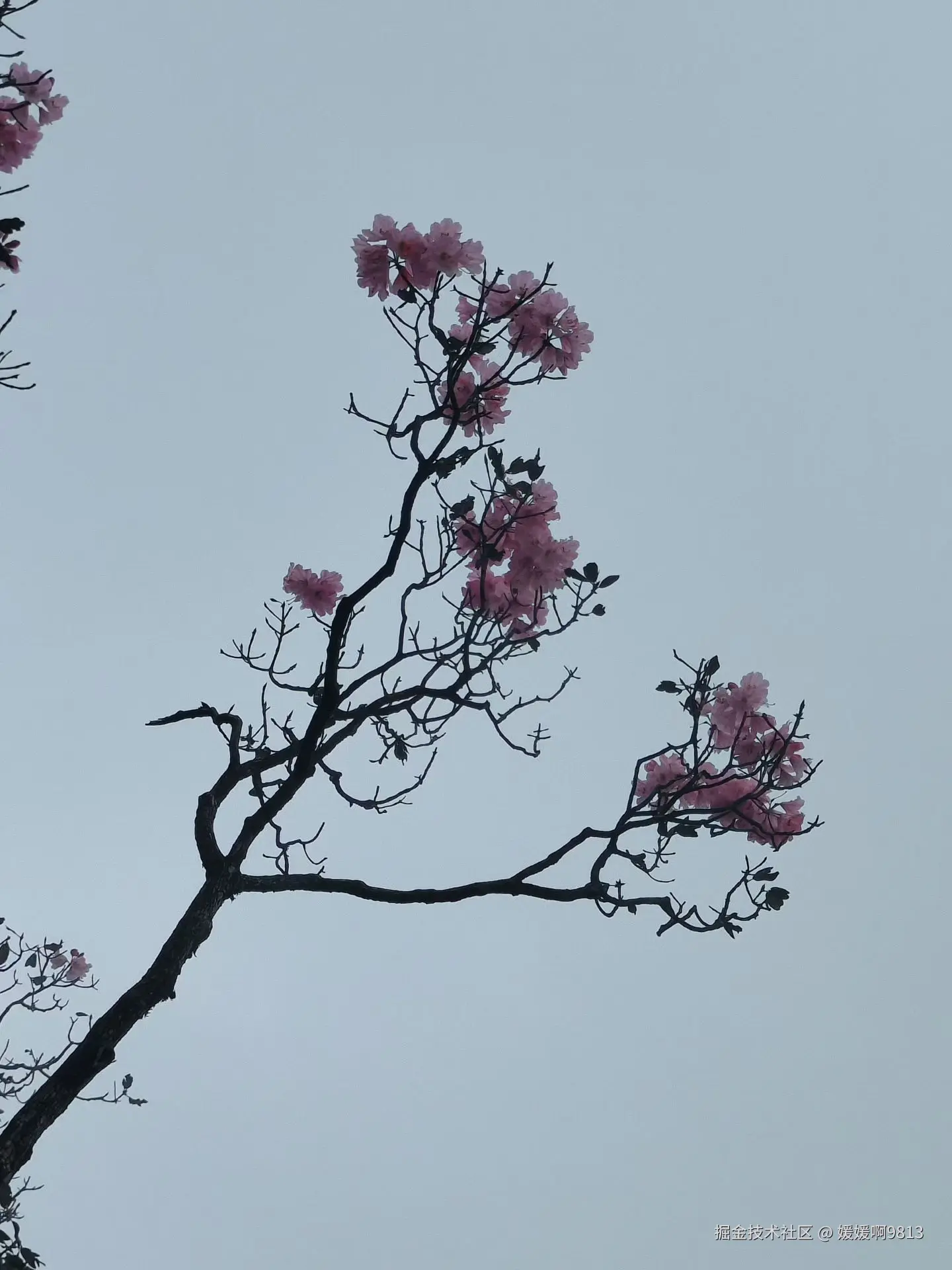 媛媛啊9813于2026-04-12 04:04发布的图片