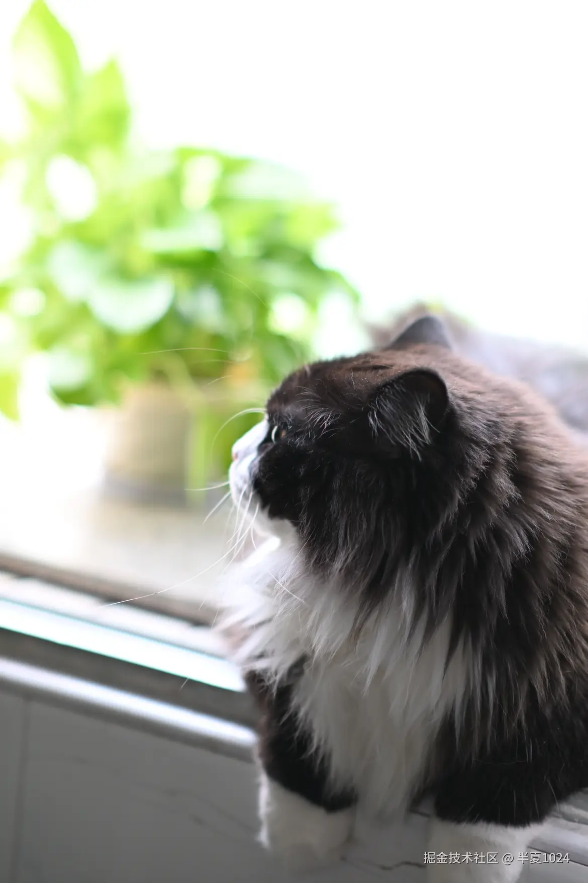 半夏1024于2024-12-31 15:47发布的图片