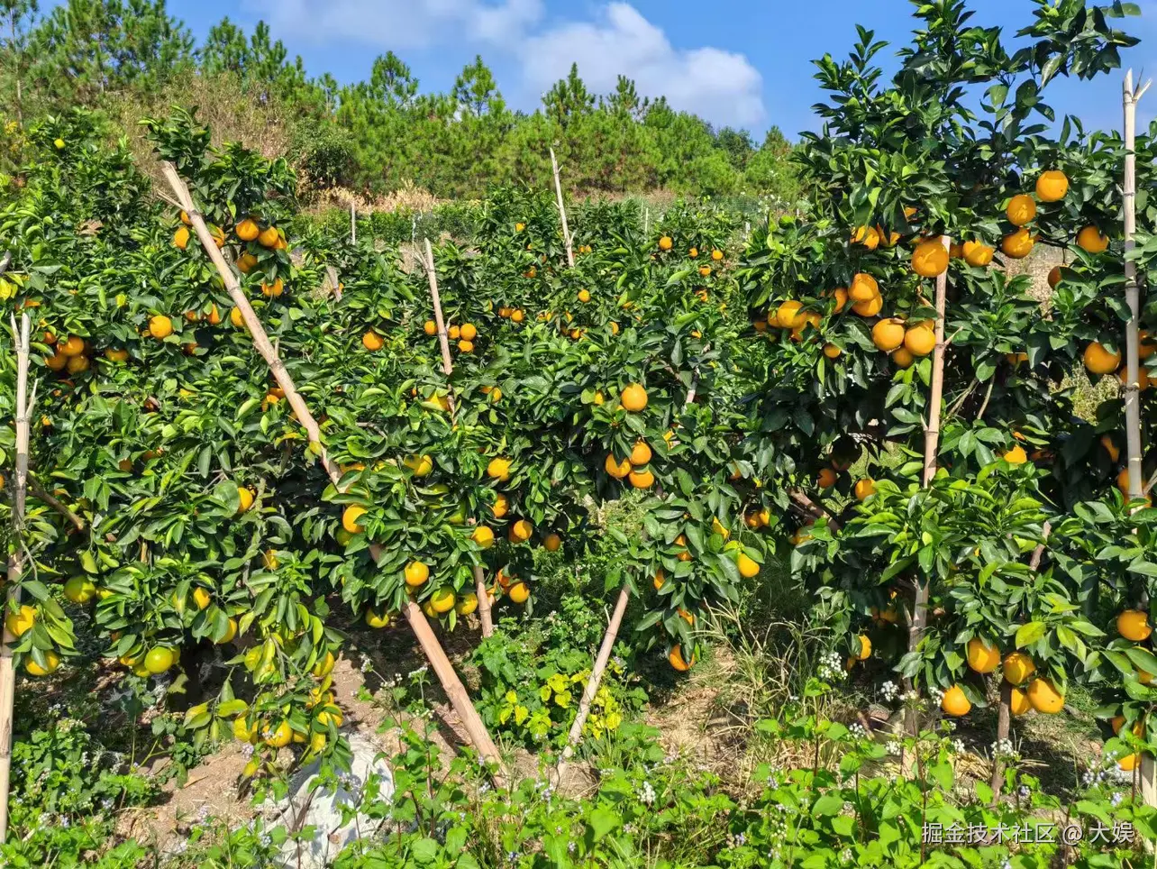 大娱于2024-11-21 15:23发布的图片