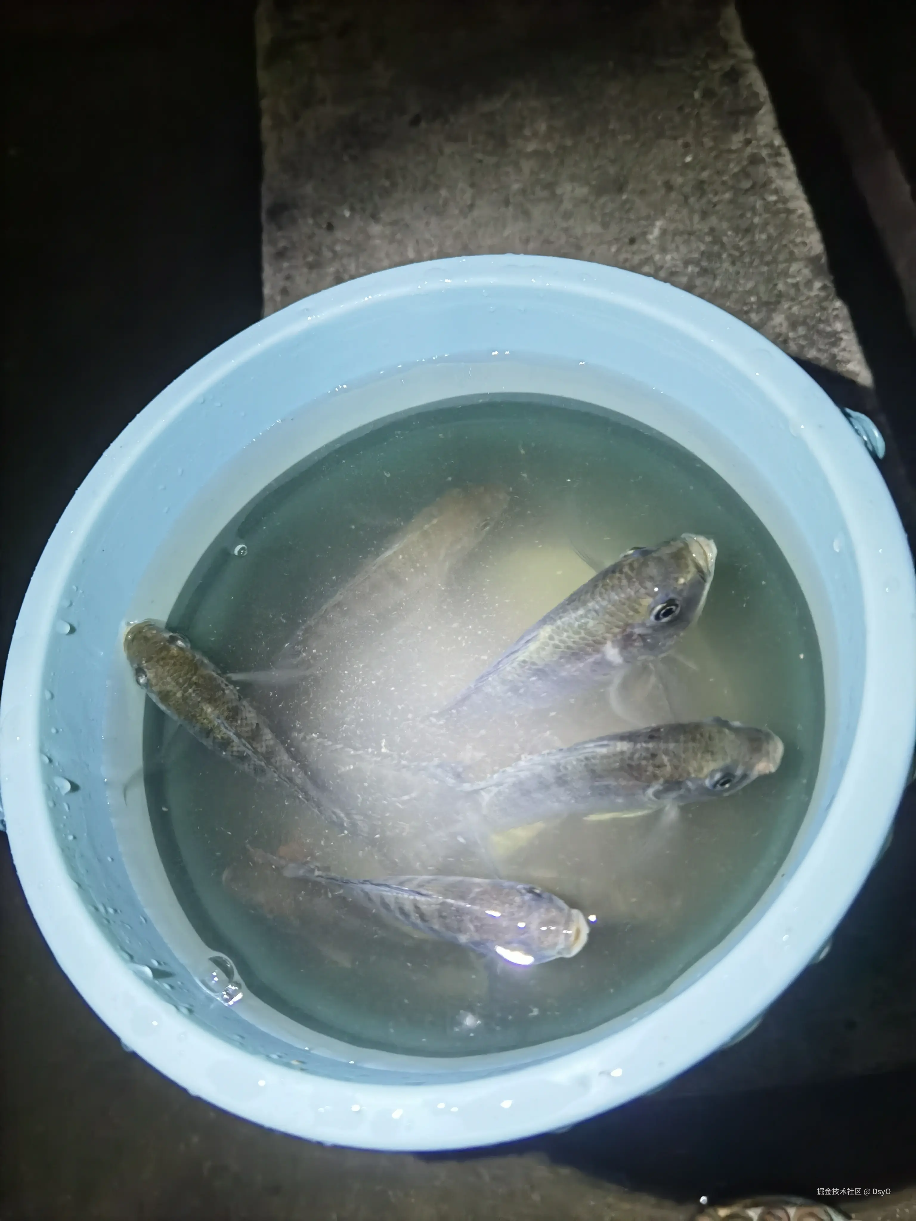 DsyO于2024-11-19 16:14发布的图片