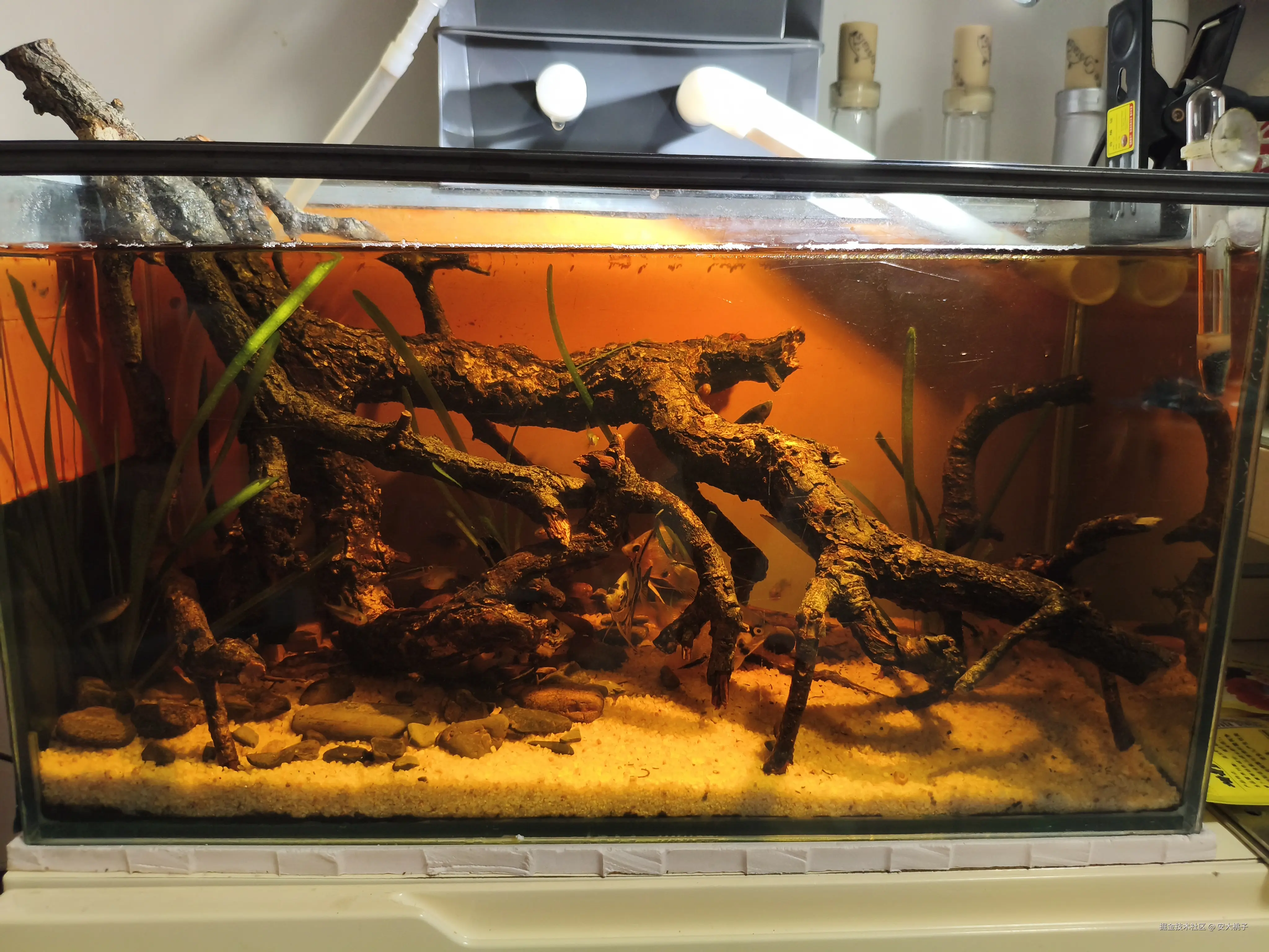 安大桃子于2025-08-28 09:36发布的图片