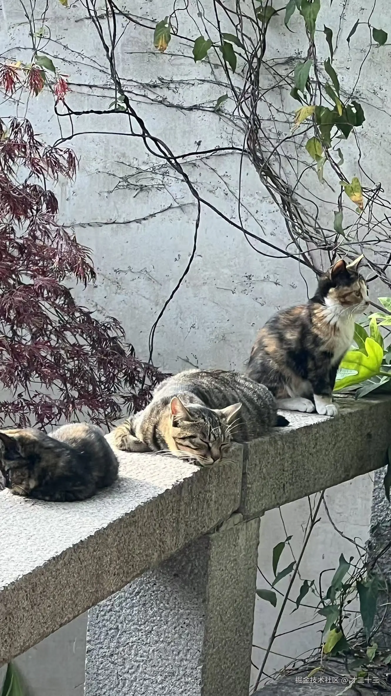 才二十三于2025-12-12 09:33发布的图片