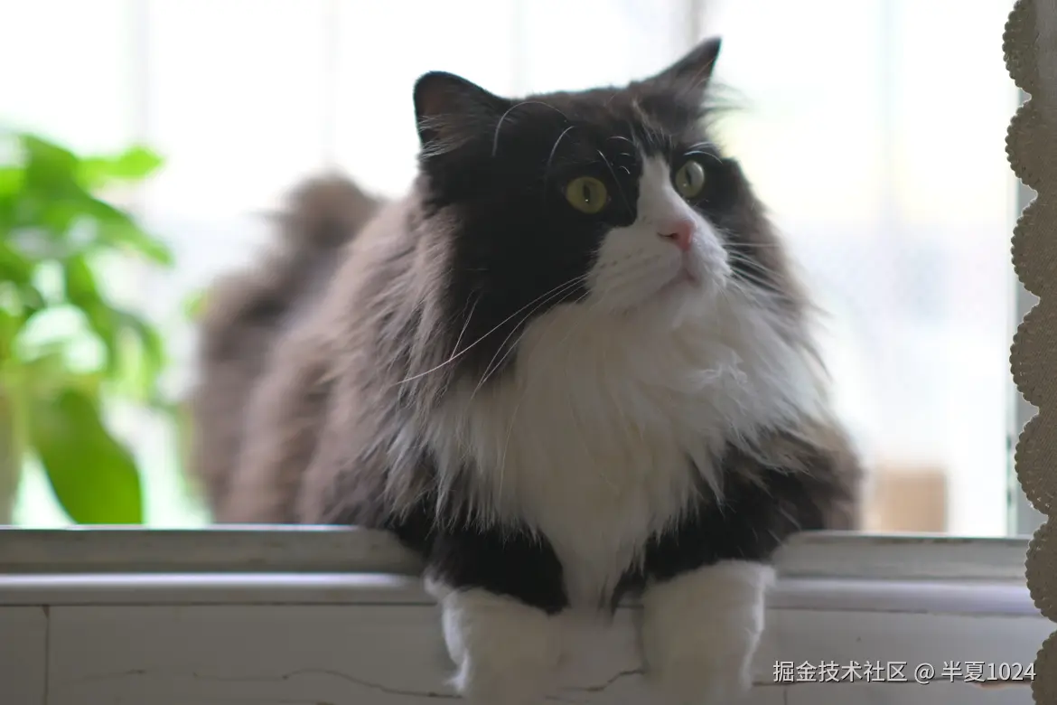 半夏1024于2024-12-31 15:47发布的图片