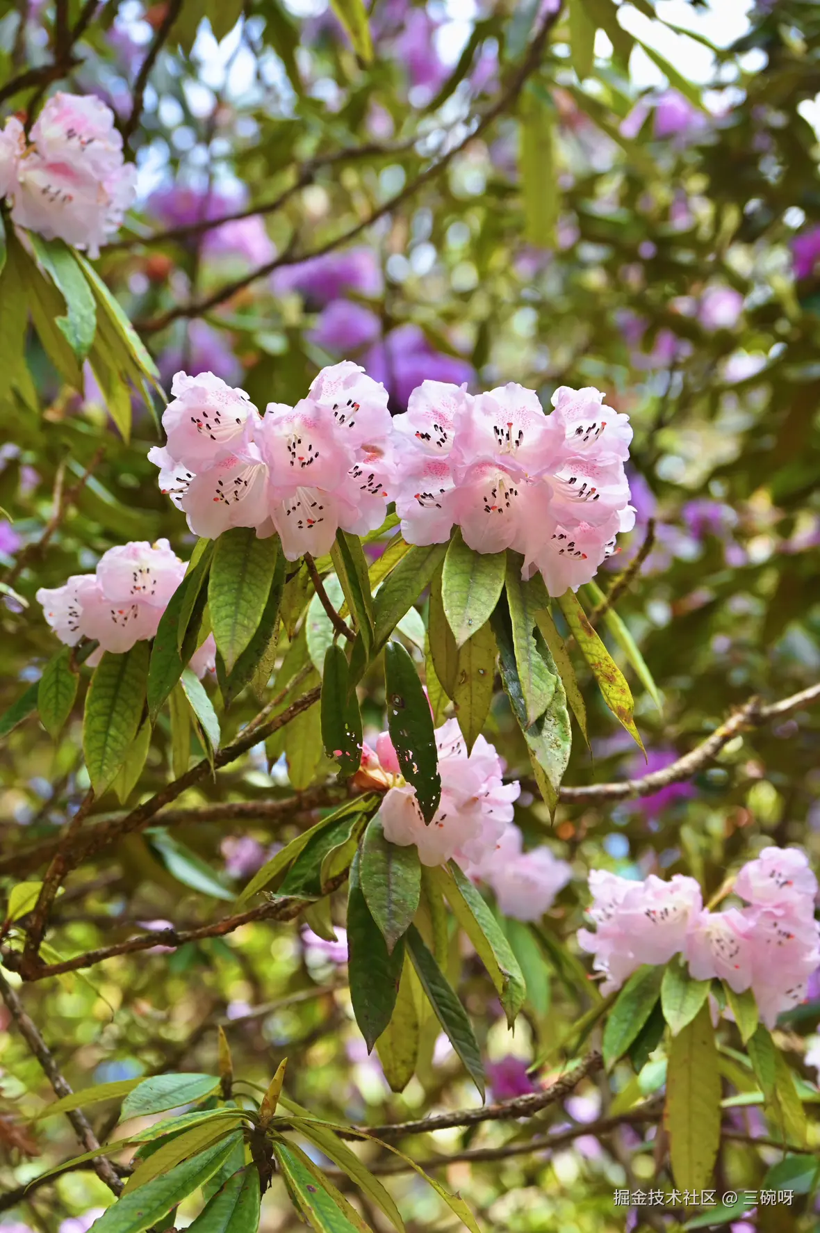 三碗呀于2025-04-22 10:05发布的图片