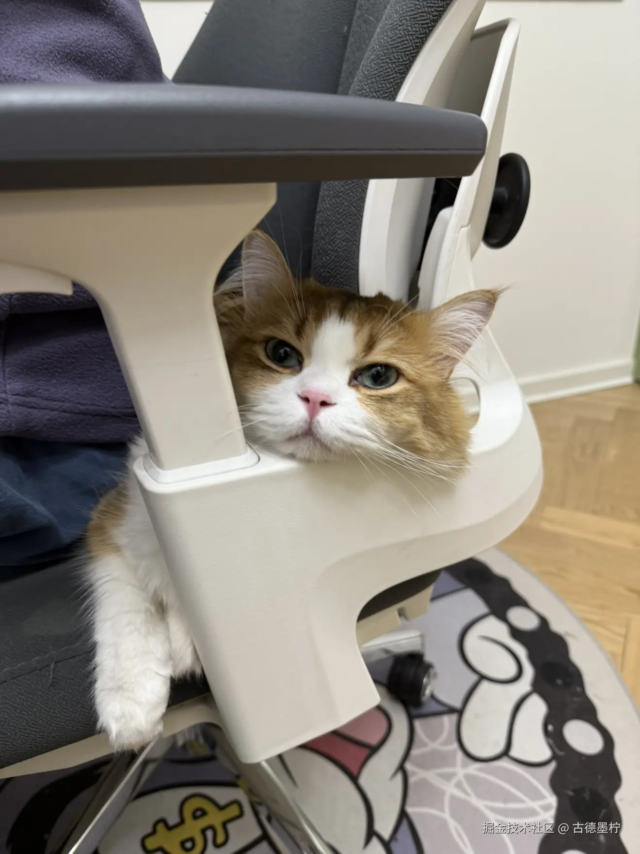 古德墨柠于2026-01-30 17:53发布的图片