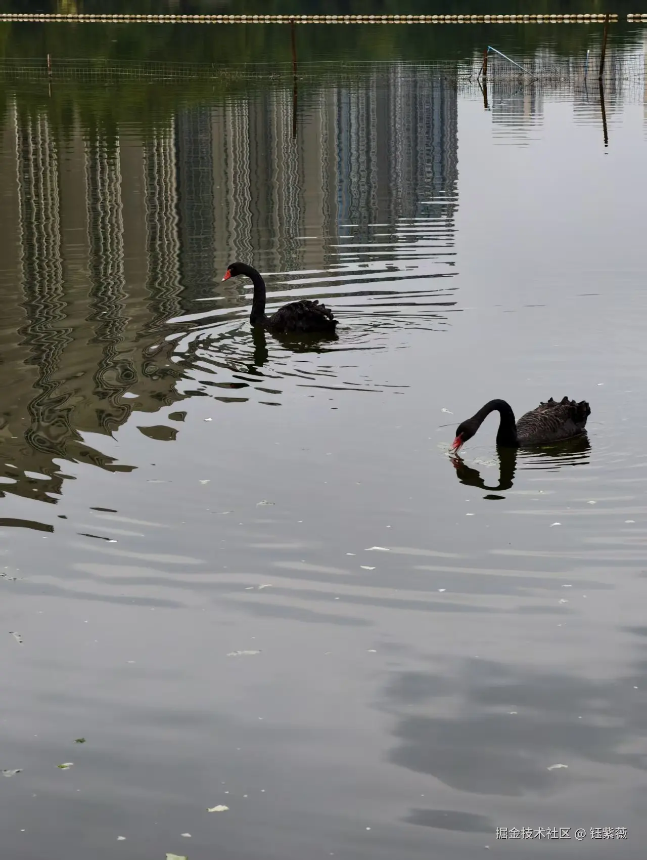 钰紫薇于2025-11-03 09:30发布的图片