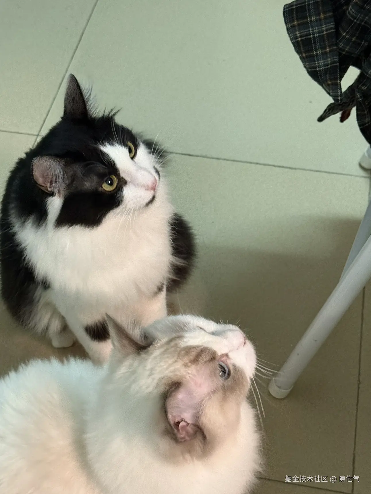 陳住气于2024-11-01 09:54发布的图片