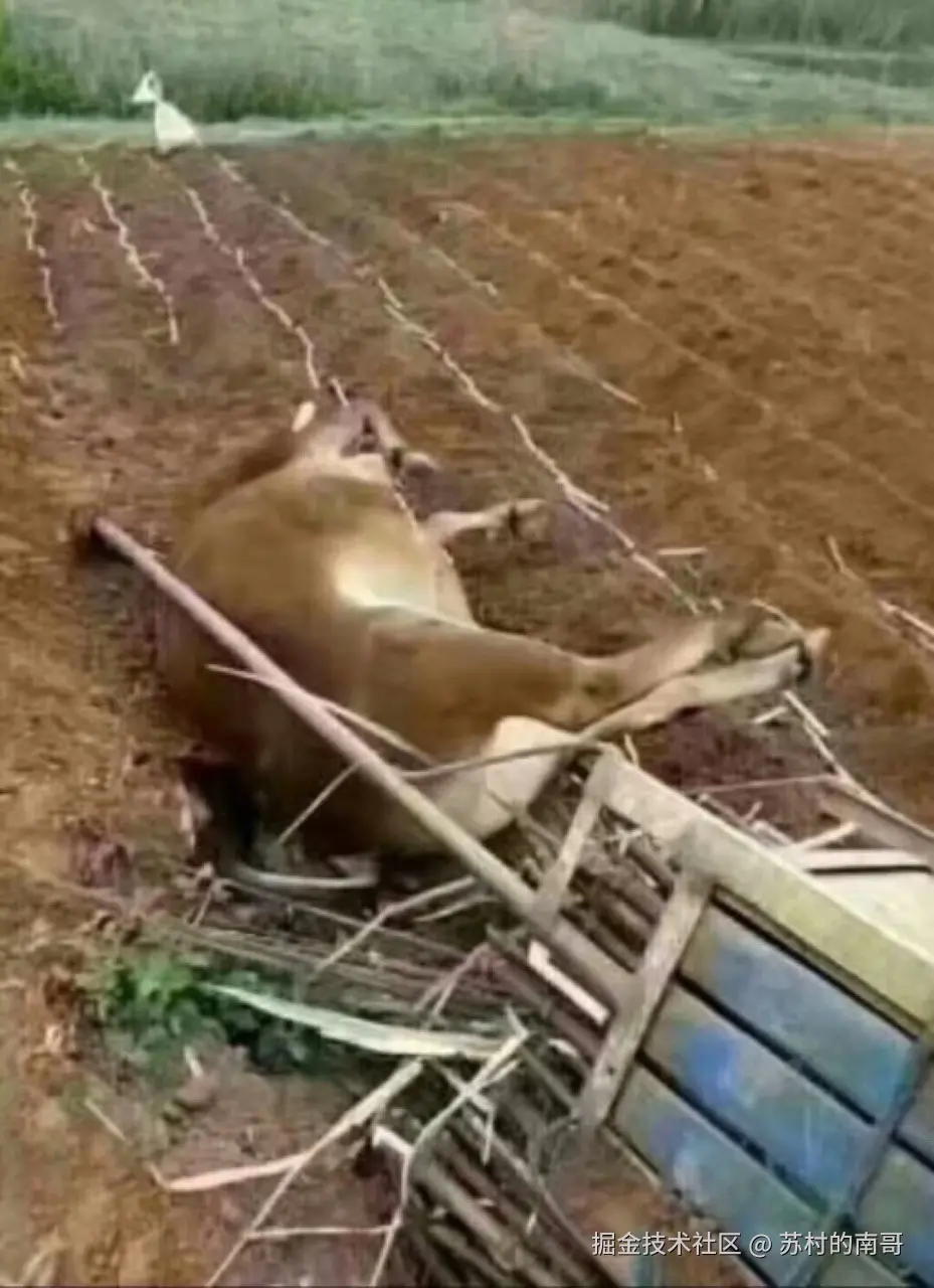 苏村的南哥于2025-10-13 09:14发布的图片