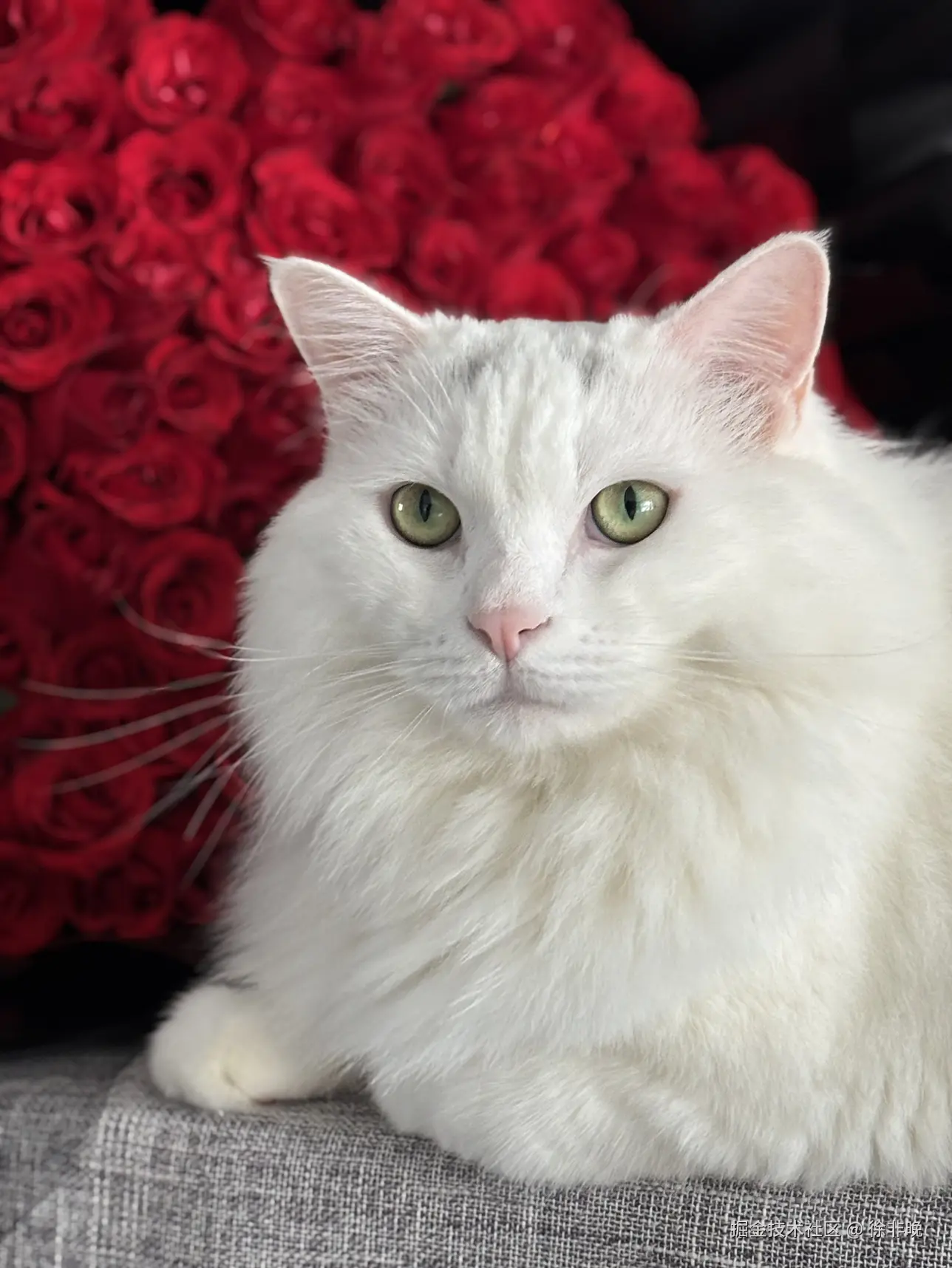 徐非晚于2024-10-29 11:40发布的图片