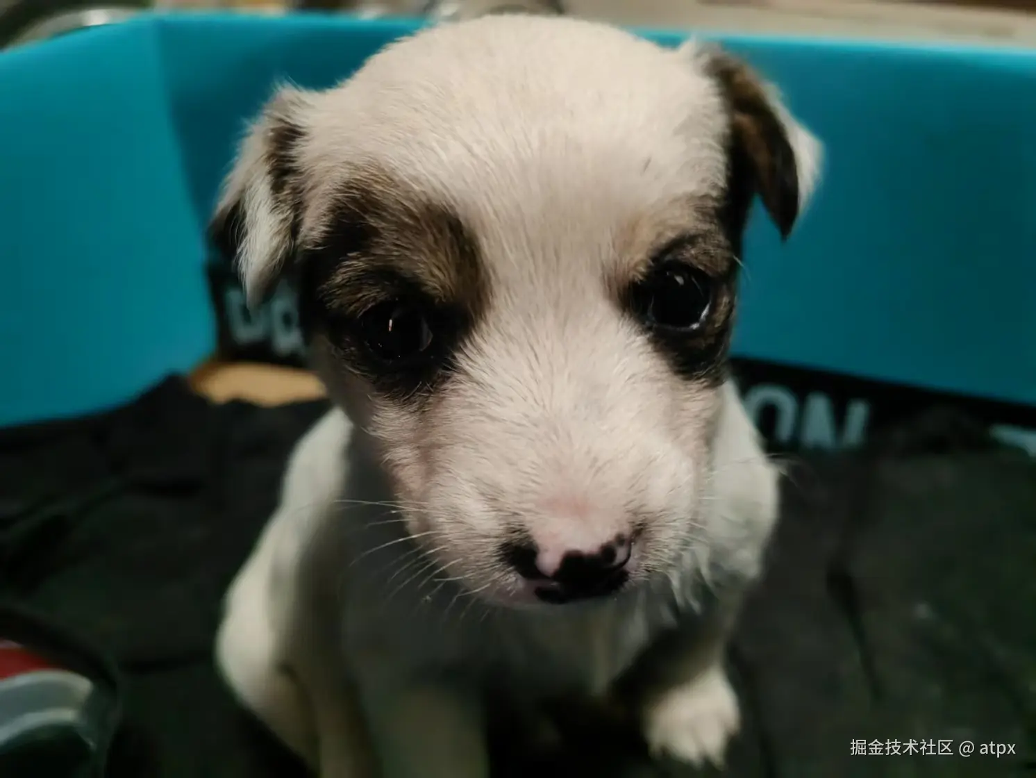 atpx于2025-04-21 16:16发布的图片