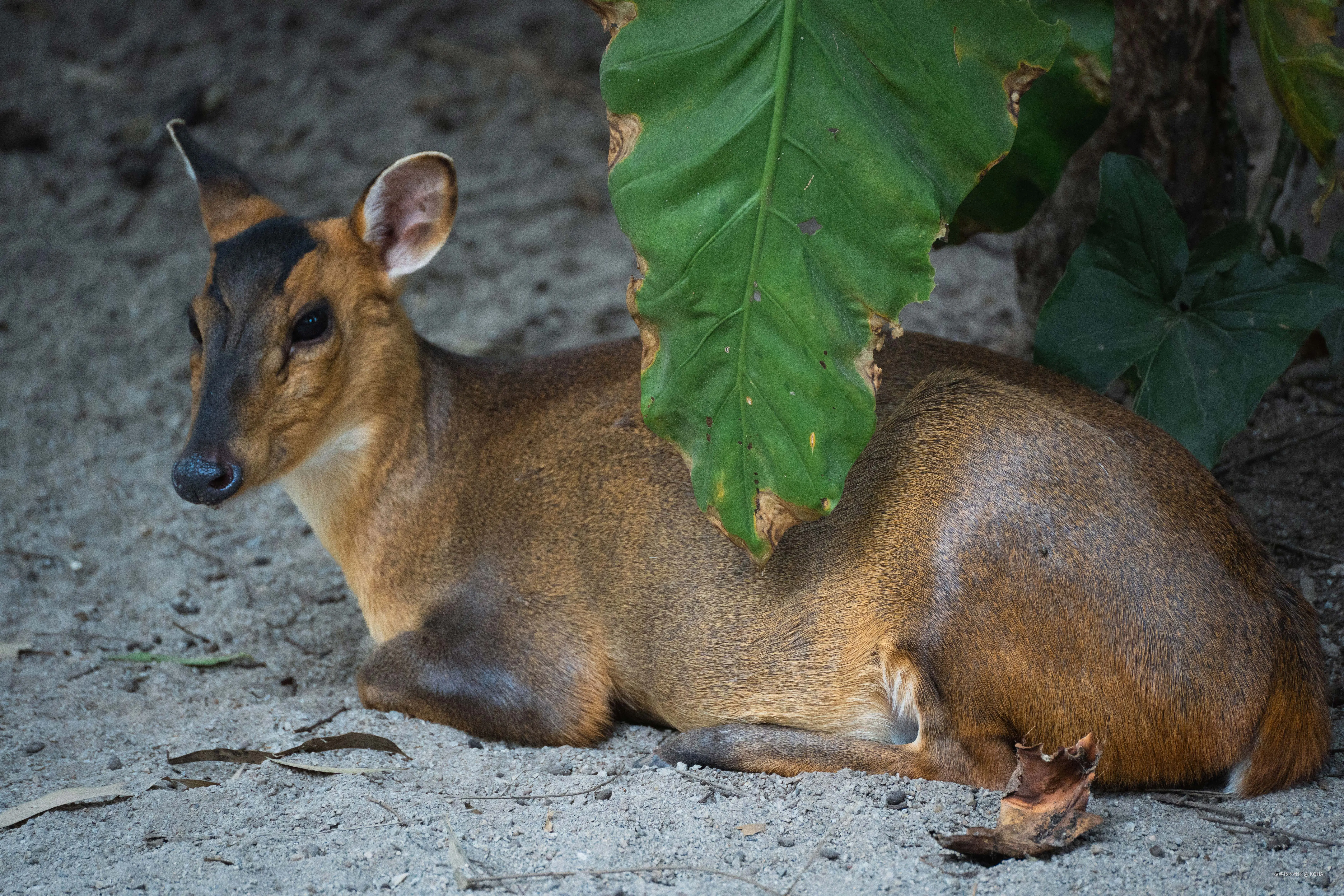 KOHAI于2024-11-04 23:36发布的图片