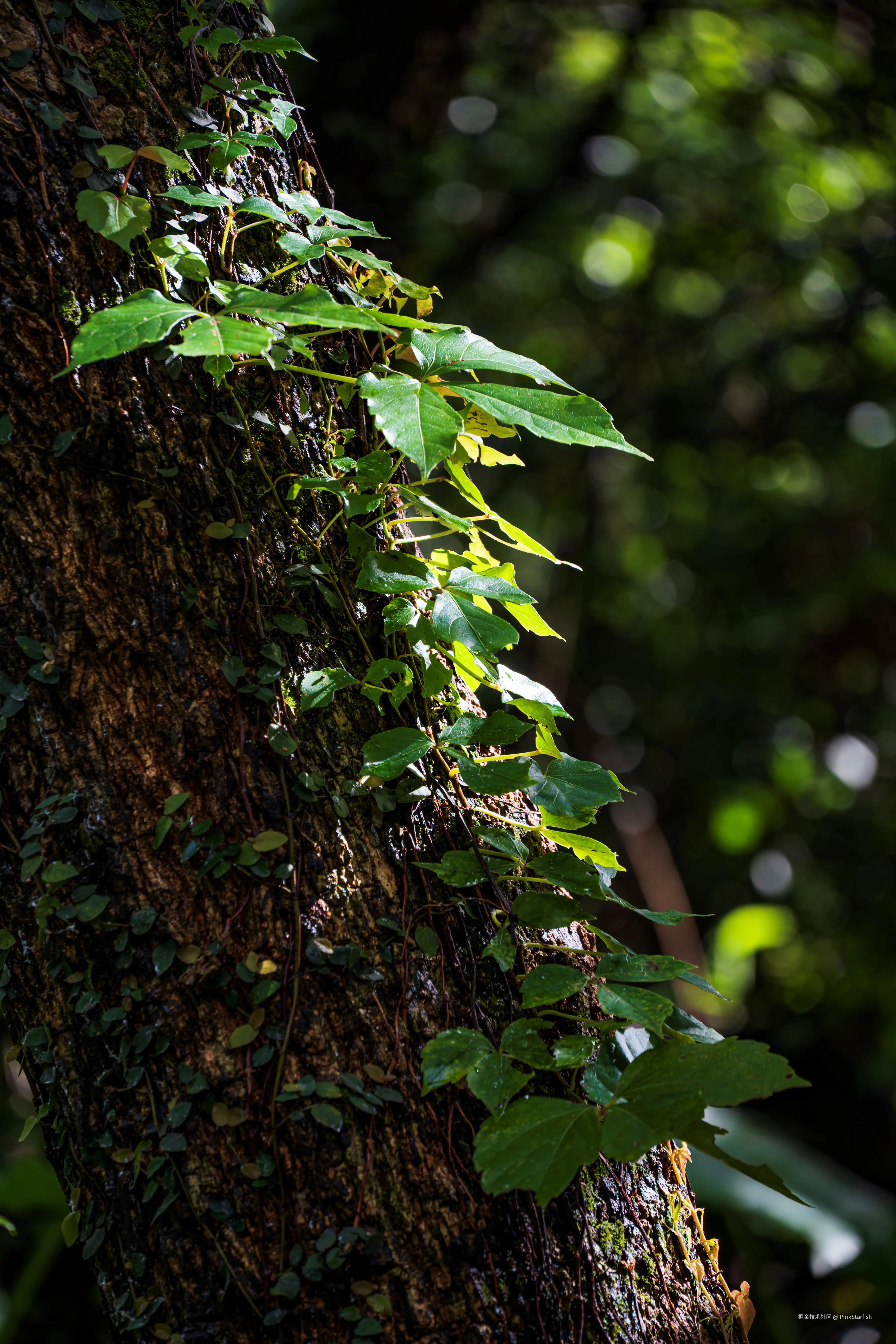 PinkStarfish于2025-07-02 11:30发布的图片