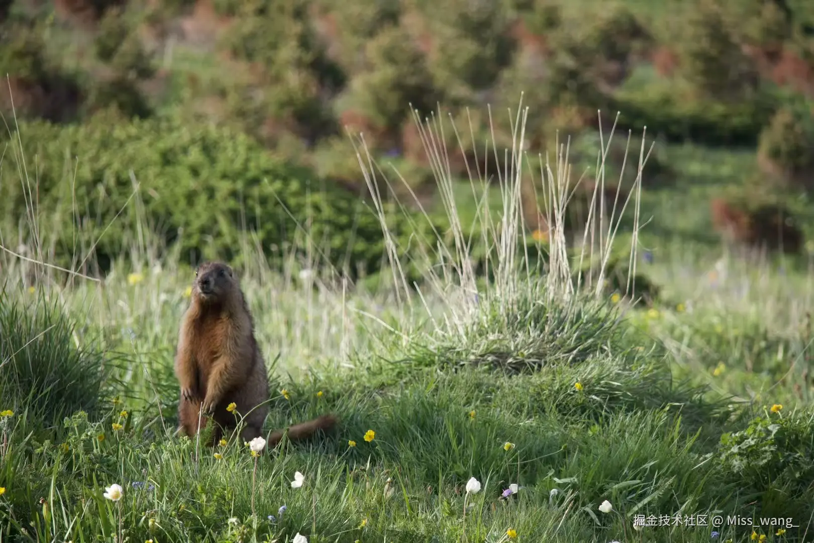 Miss_wang_于2025-06-11 16:51发布的图片