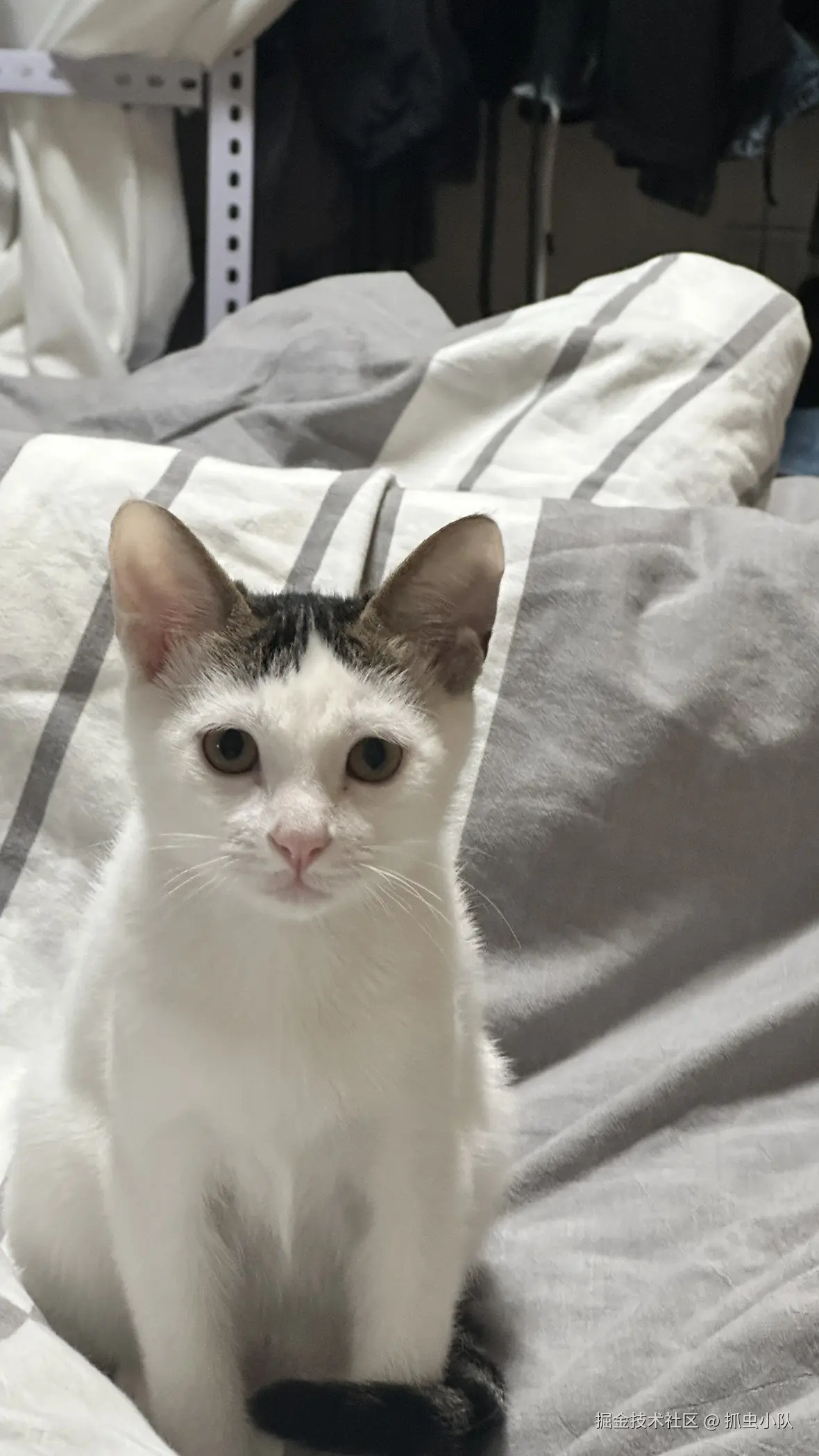 抓虫小队于2024-11-01 15:23发布的图片