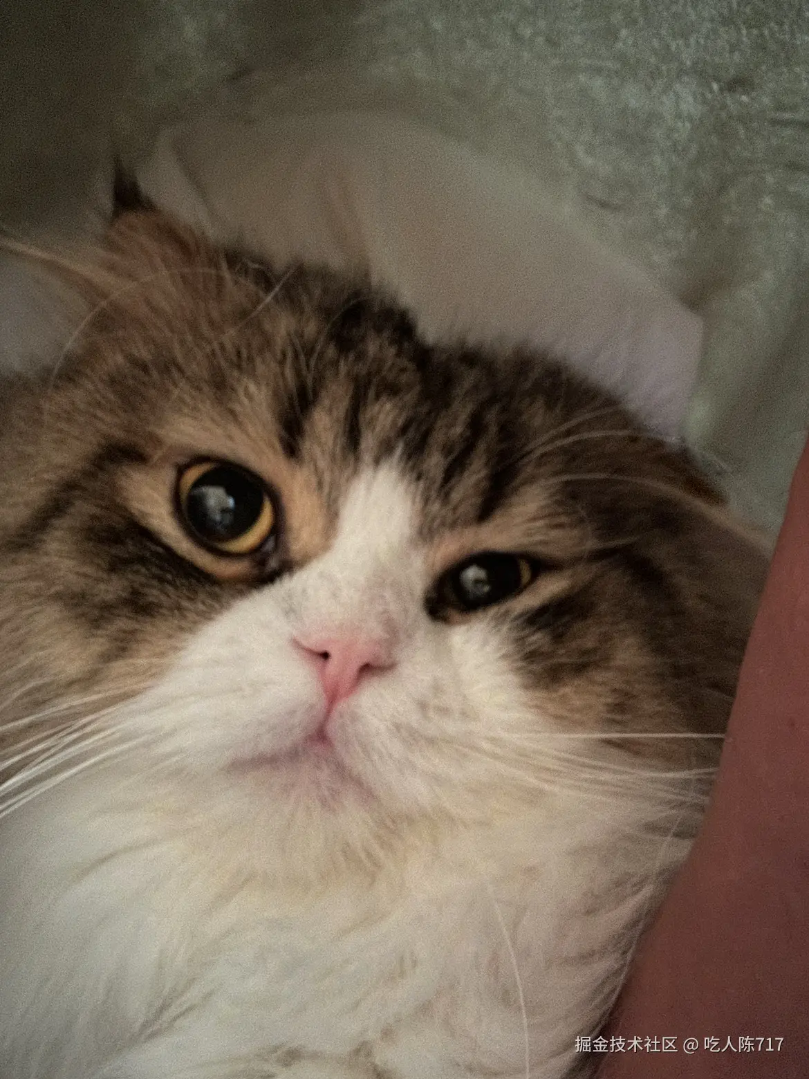 吃人陈717于2025-11-27 14:08发布的图片