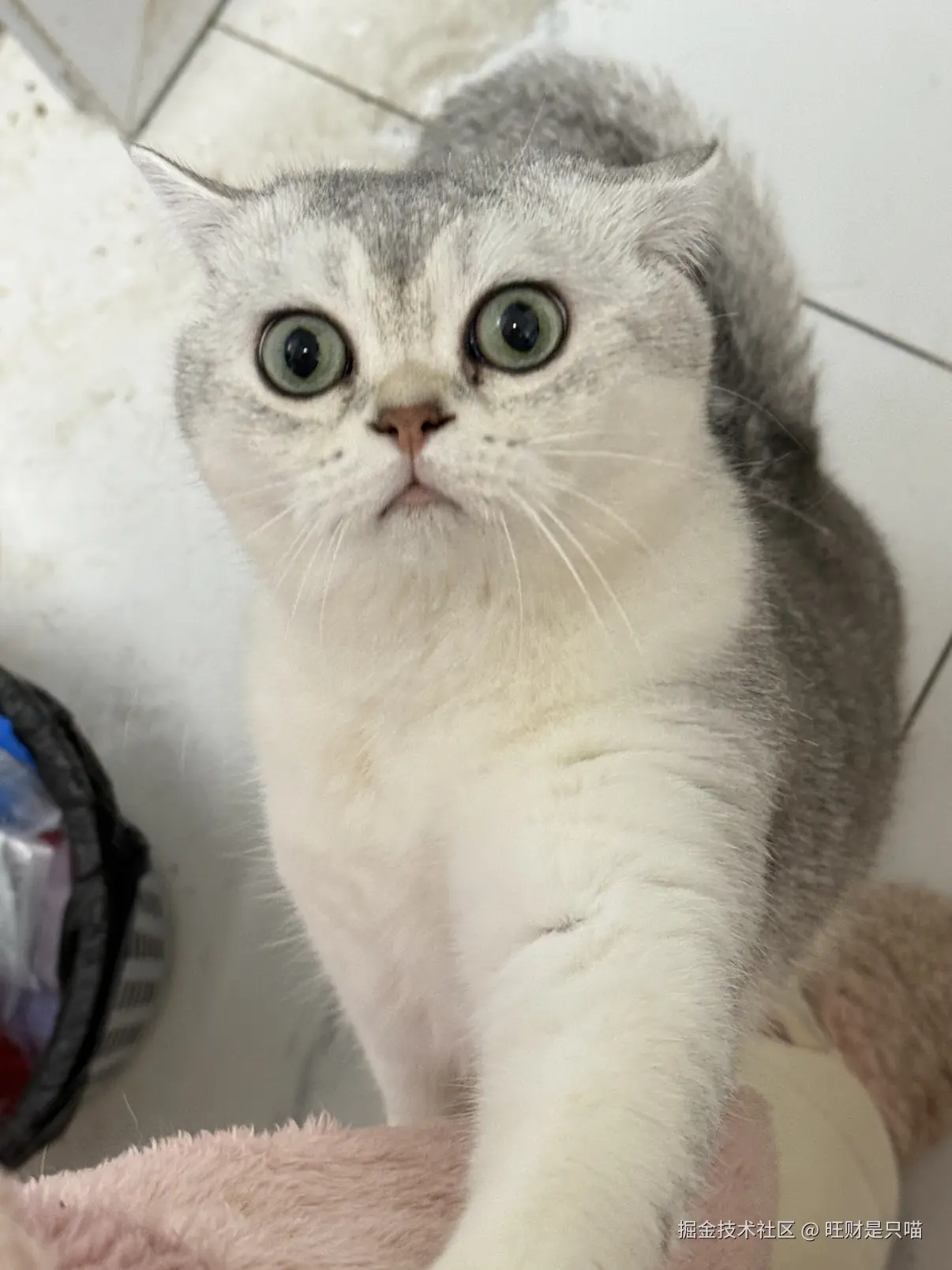 旺财是只喵于2025-12-18 10:10发布的图片