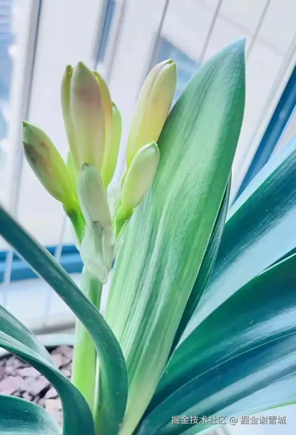 掘金谢雪城于2025-02-26 14:14发布的图片