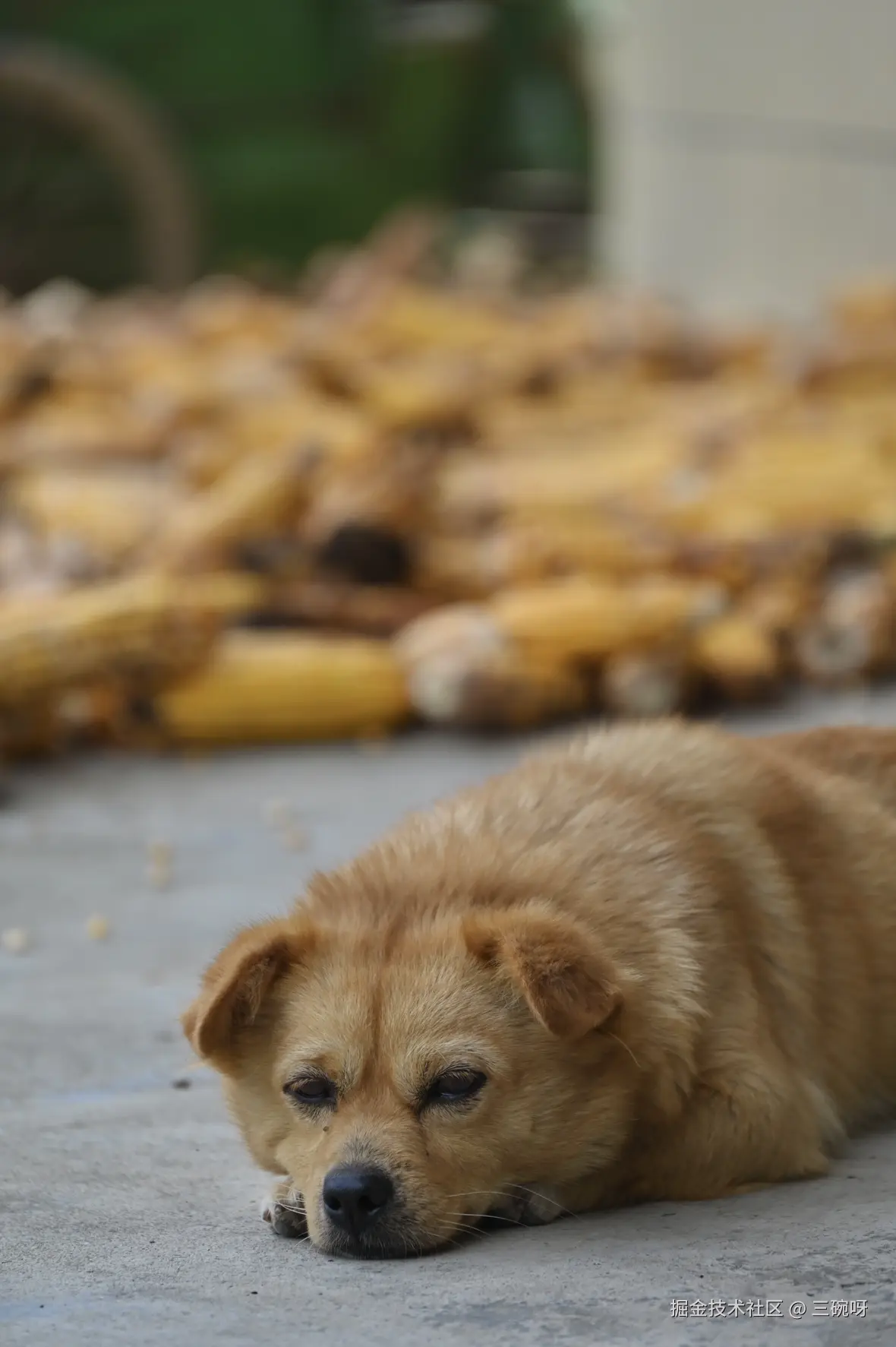 三碗呀于2025-09-10 09:34发布的图片