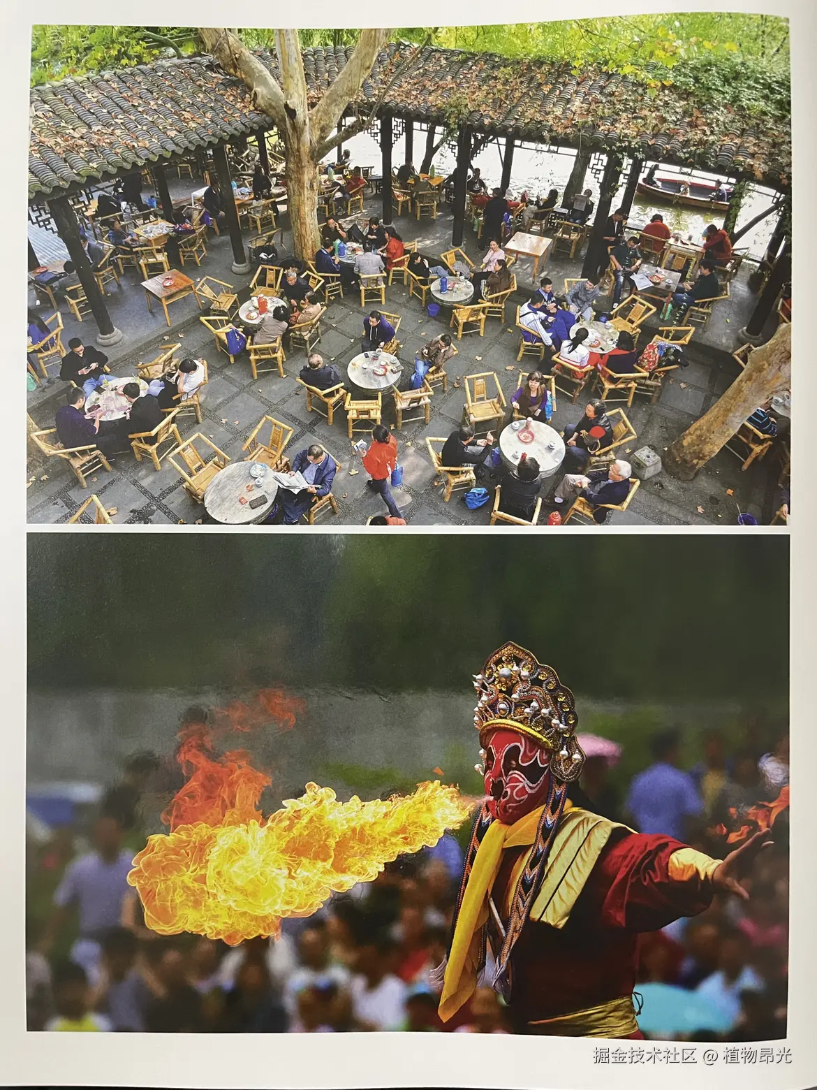 植物昂光于2026-04-05 16:42发布的图片