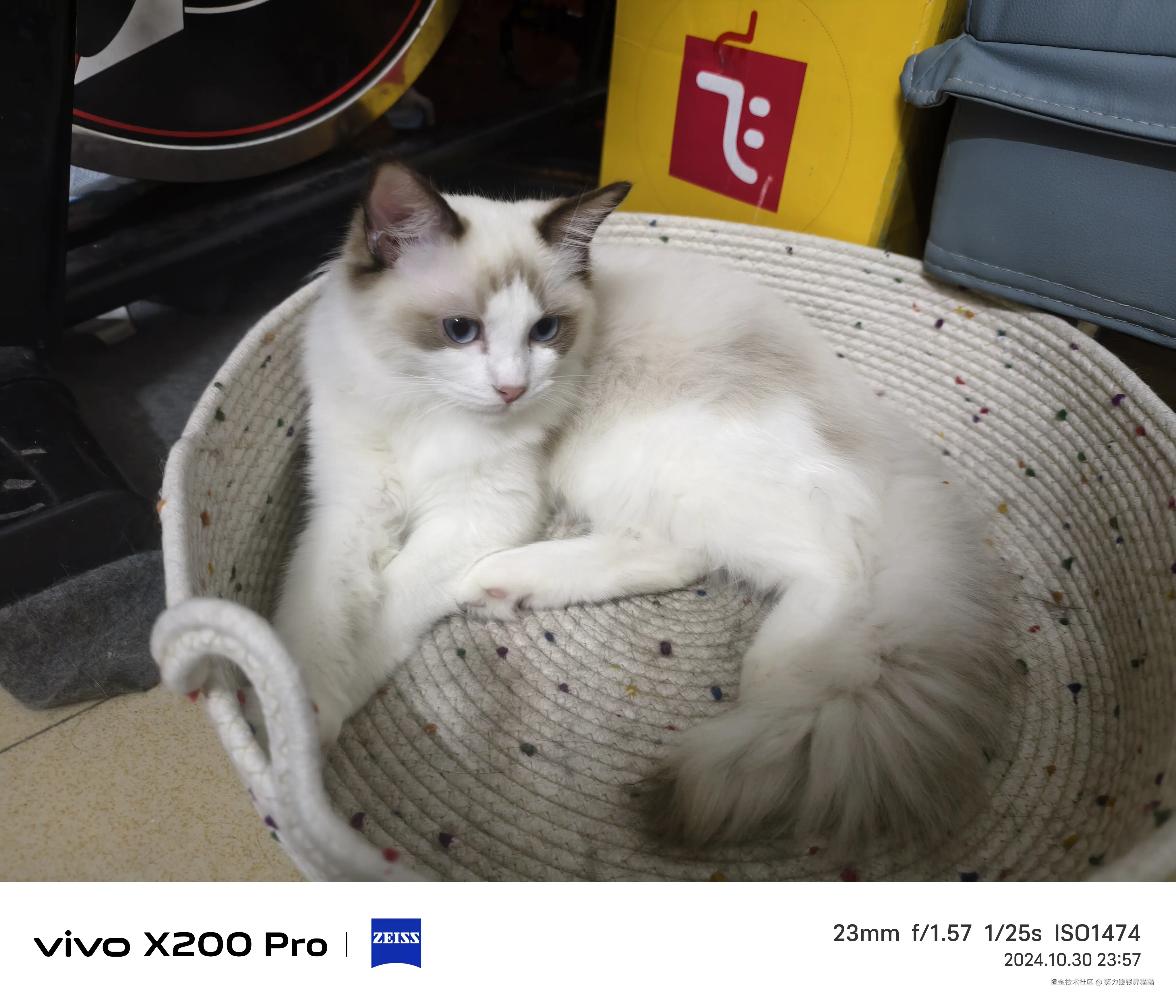 努力赚钱养猫猫于2024-11-01 15:55发布的图片