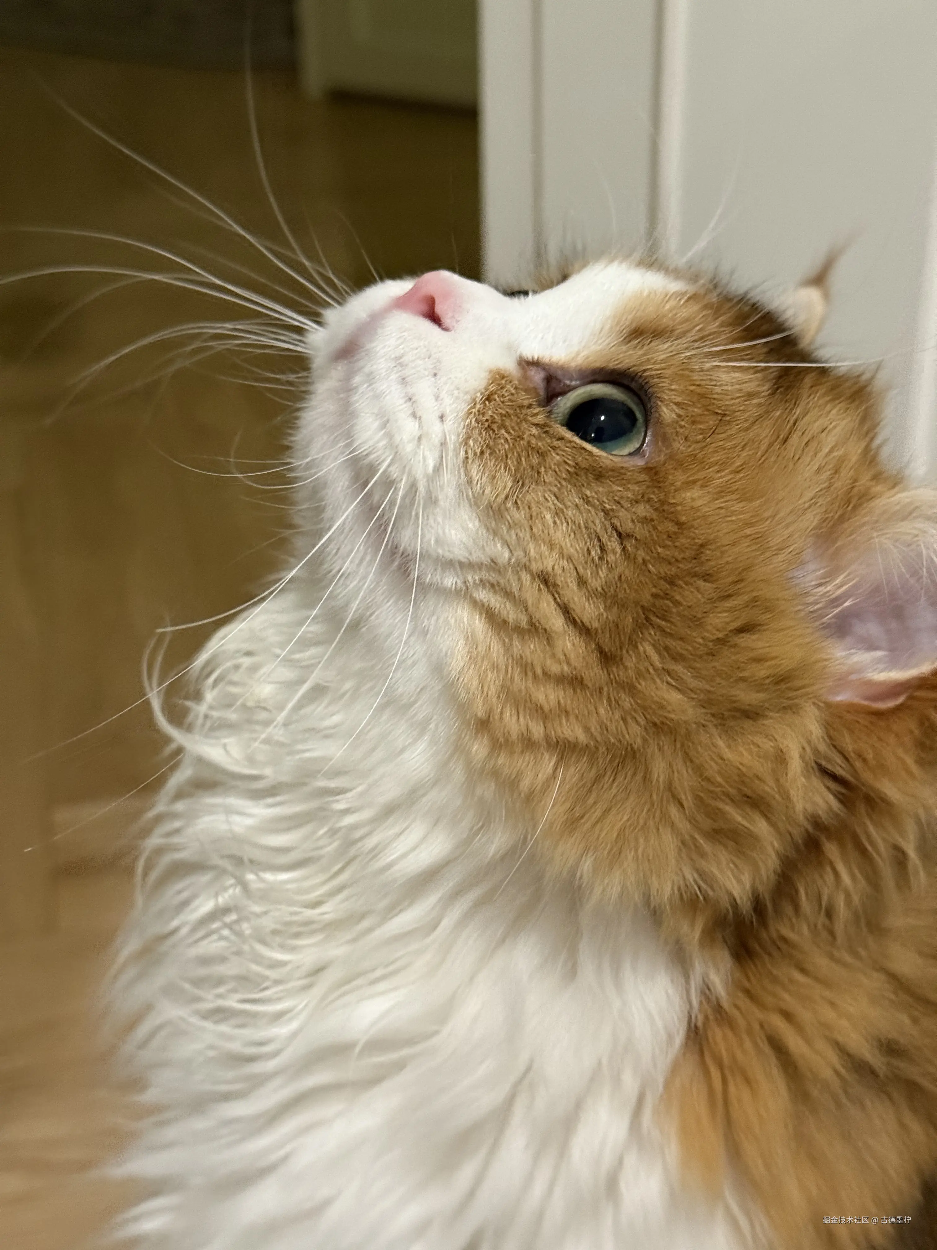 古德墨柠于2025-05-09 14:13发布的图片