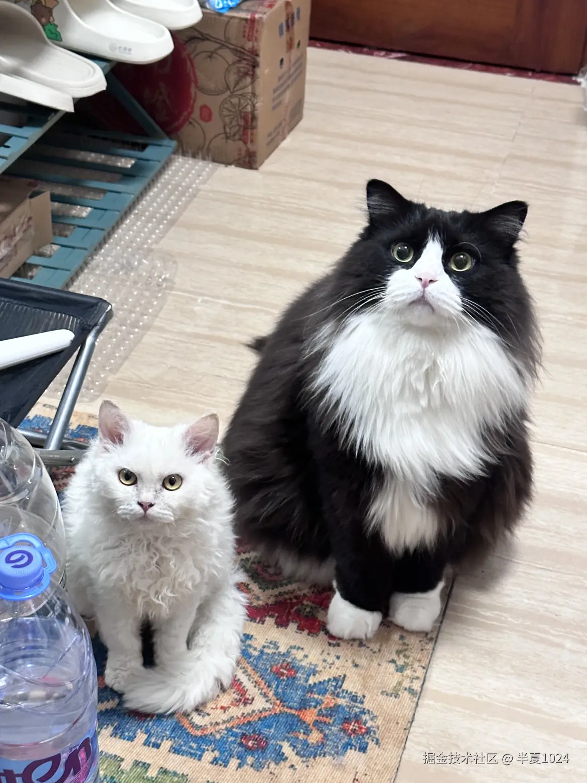 半夏1024于2025-01-23 14:05发布的图片