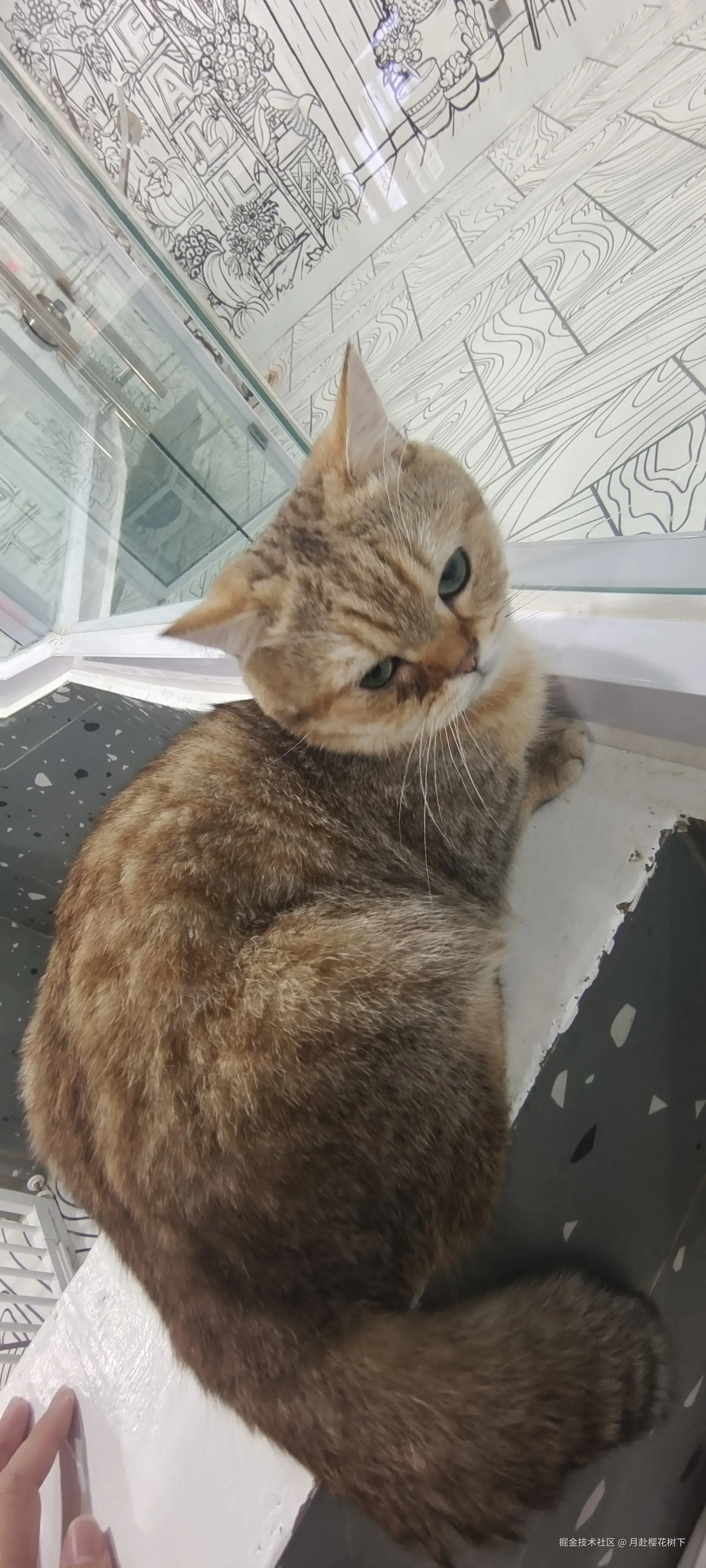 月赴樱花树下于2024-12-03 09:51发布的图片