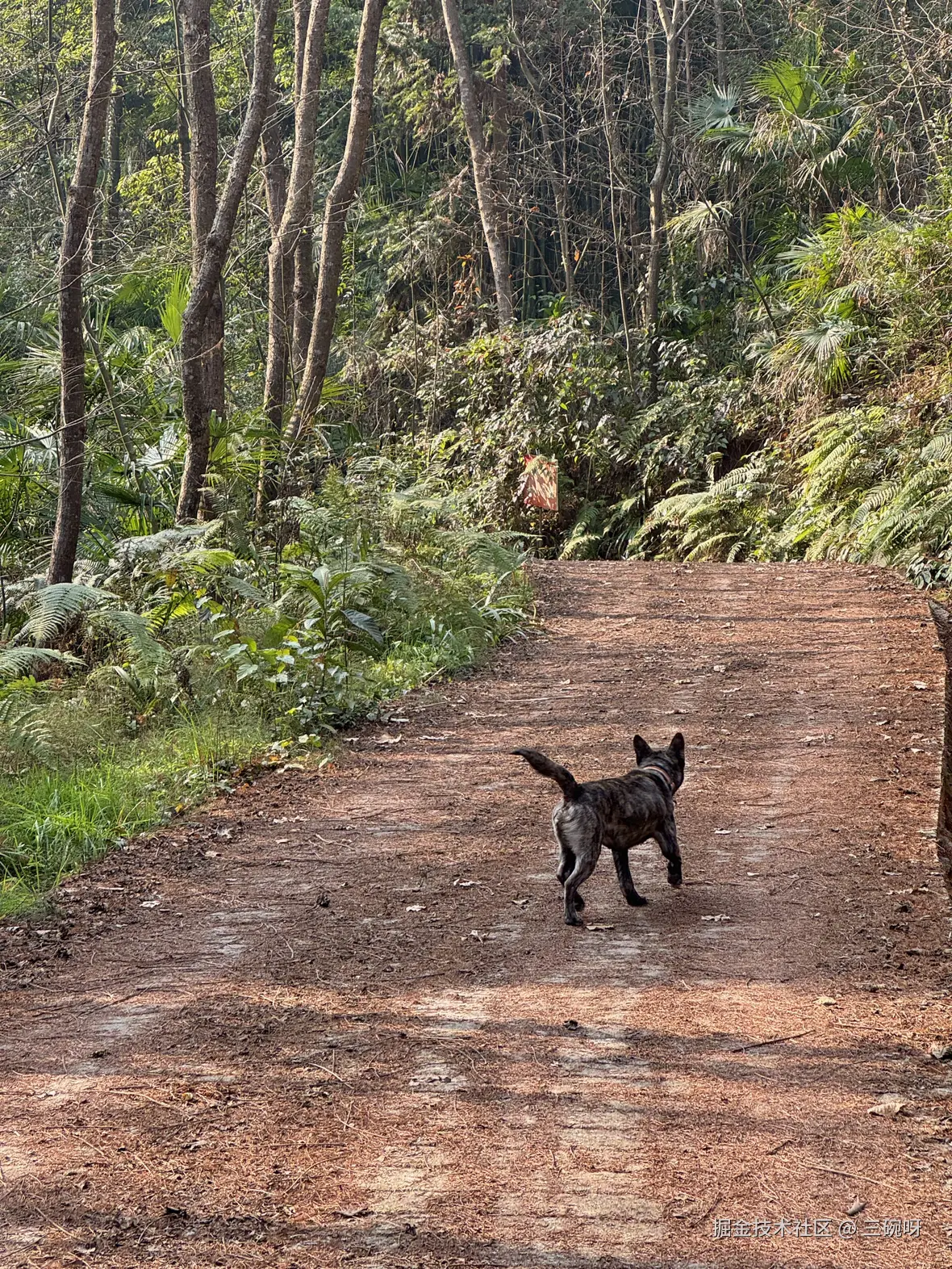 三碗呀于2026-01-22 06:56发布的图片
