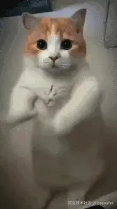 cocoafei于2024-08-07 14:53发布的图片