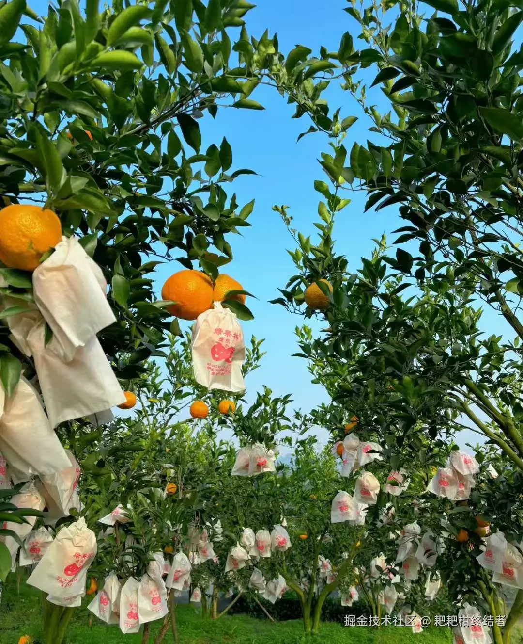 耙耙柑终结者于2026-01-08 11:02发布的图片