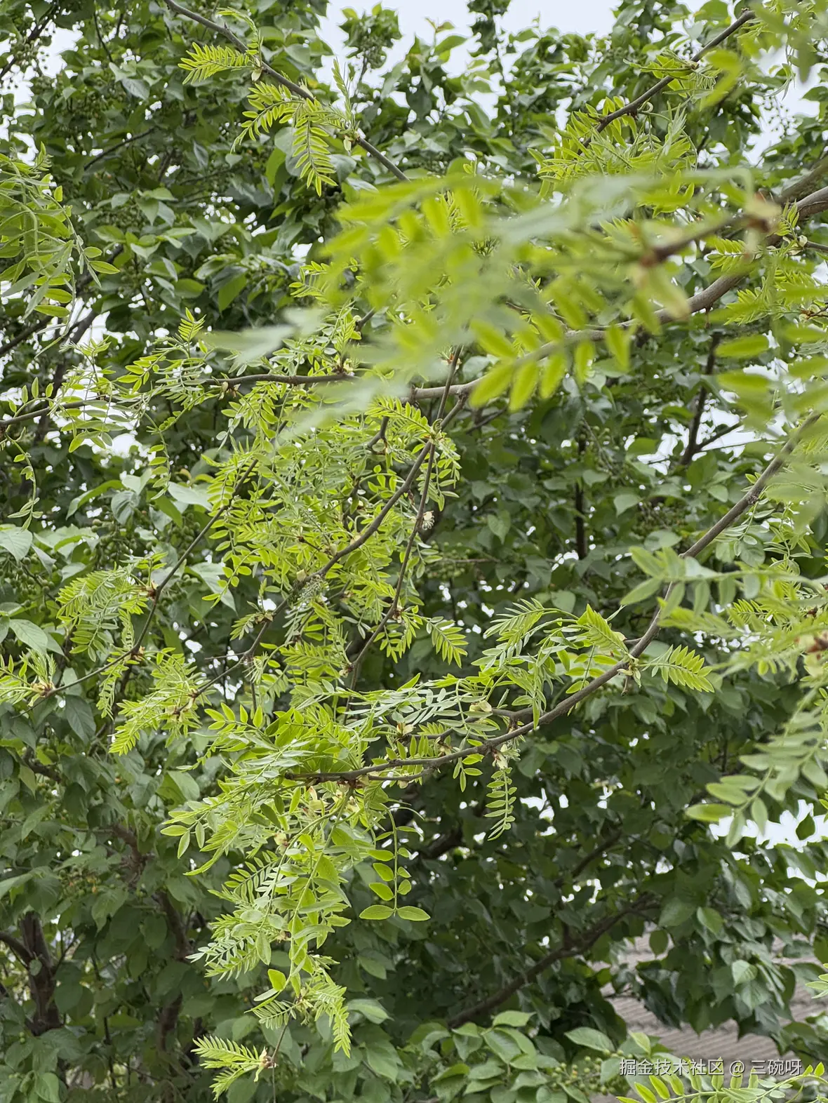 三碗呀于2025-04-09 11:21发布的图片