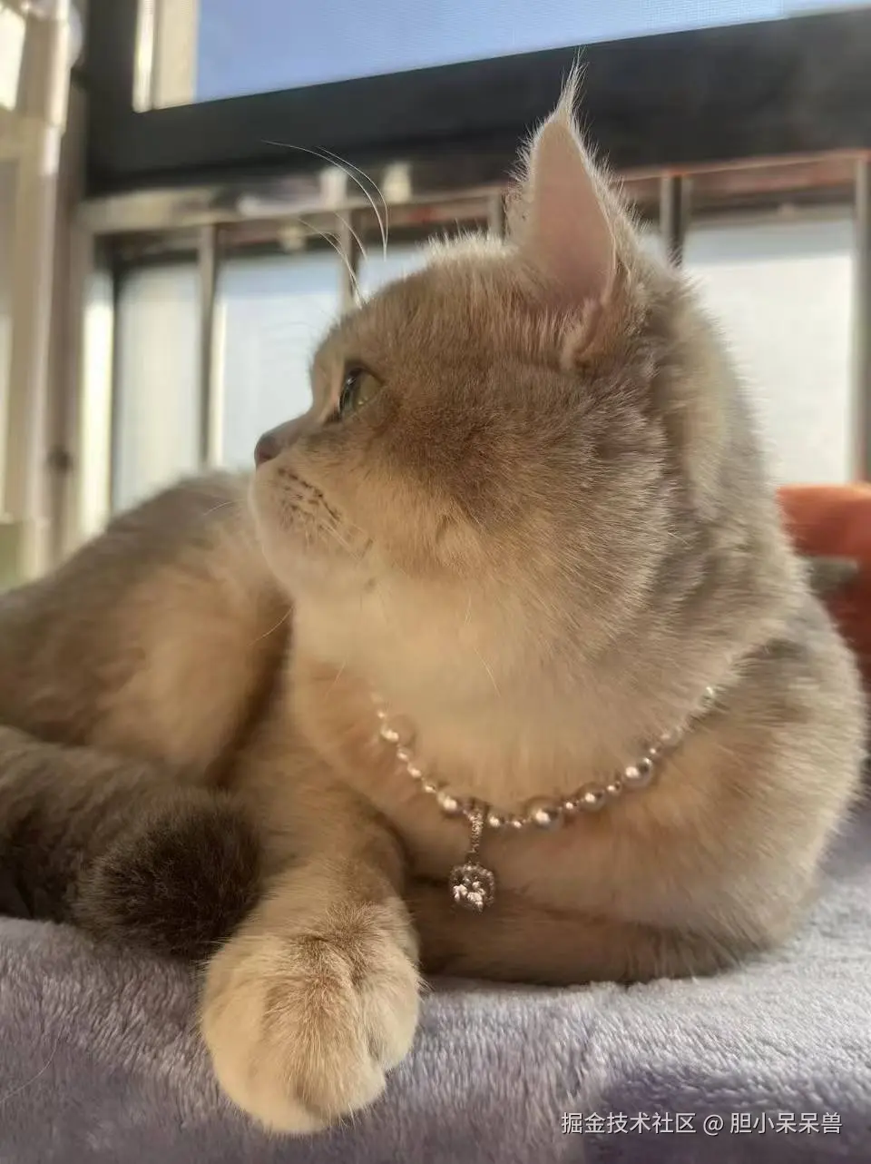 胆小呆呆兽于2026-02-28 09:38发布的图片