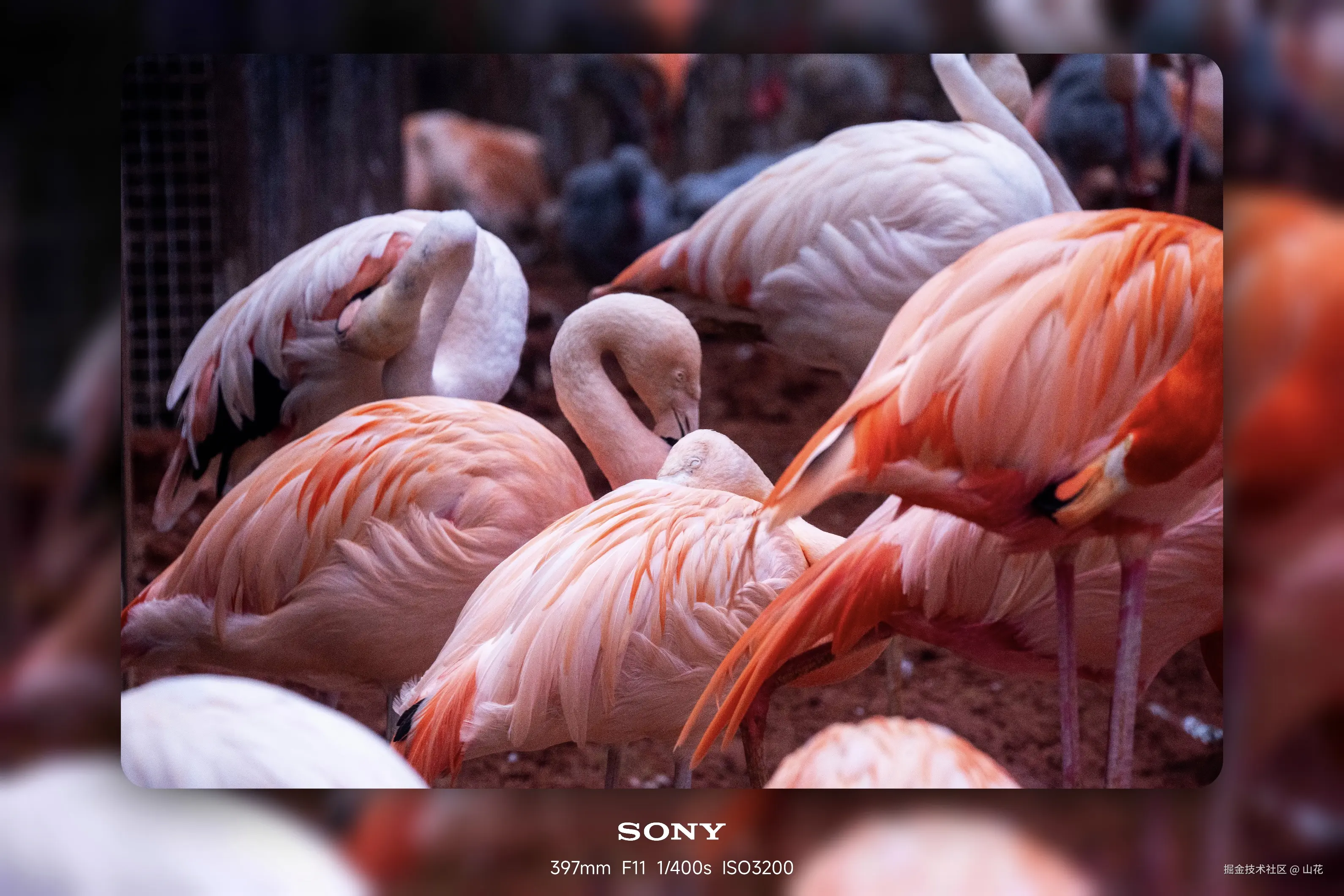 山花于2025-07-10 10:55发布的图片