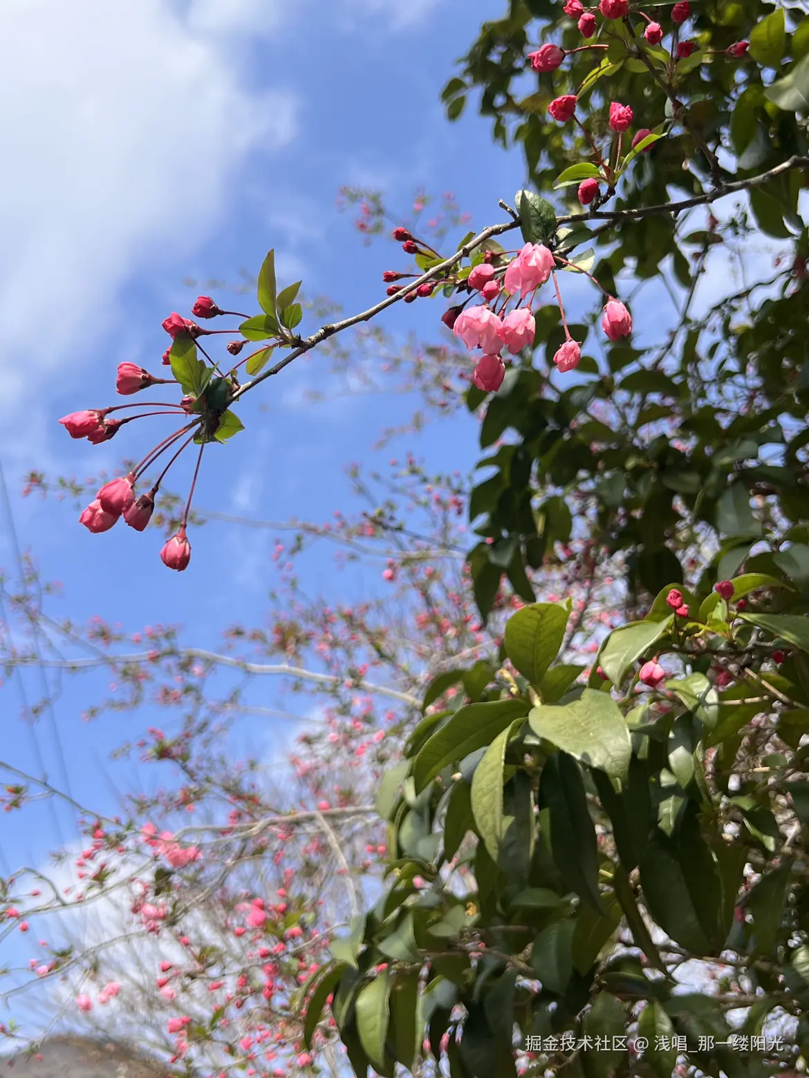 浅唱_那一缕阳光于2026-04-07 10:47发布的图片